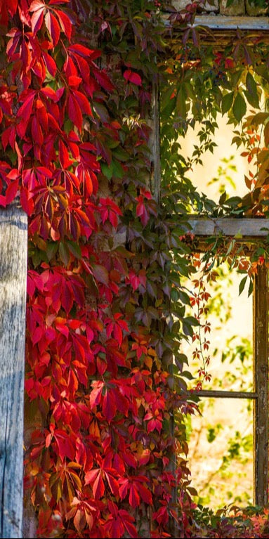 Duschrückwand - Verwachsenes Fenster mit roten Blättern