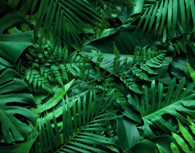 Spritzschutz - Grüne tropische Natur