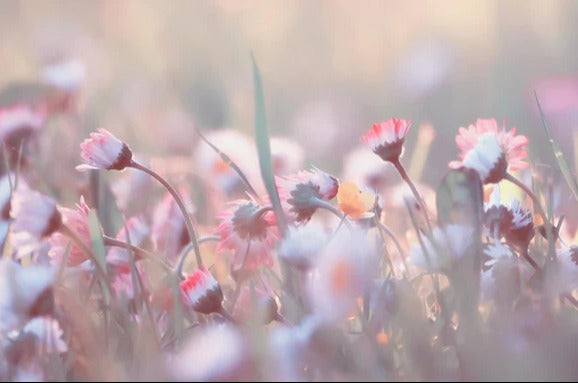 Spritzschutz - Gänseblümchen in der Natur