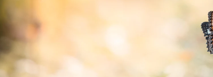 2-52869563482379-44327785791755.png