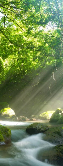 Duschrückwand - Shangrenzawa