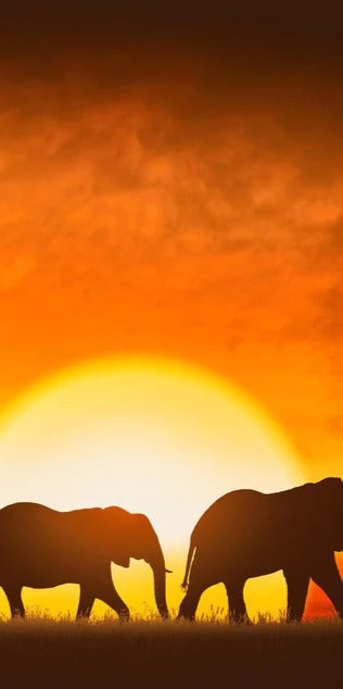 Duschrückwand - Elefantenfamilie