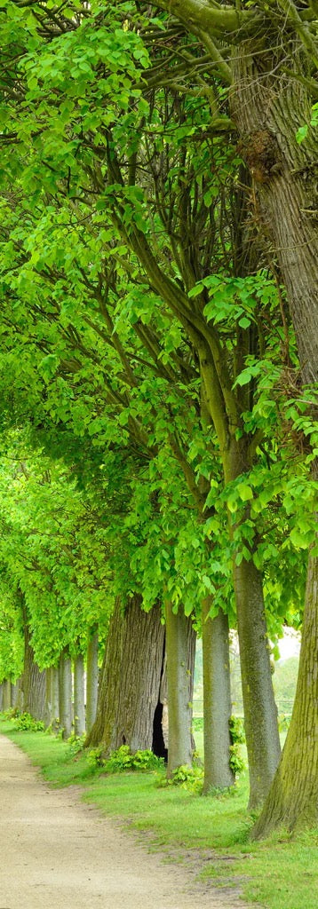 Duschrückwand - Park mit tunnelartiger Lindenallee im Frühling
