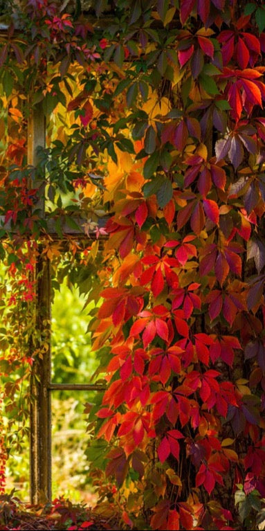 Duschrückwand - Verwachsenes Fenster mit roten Blättern