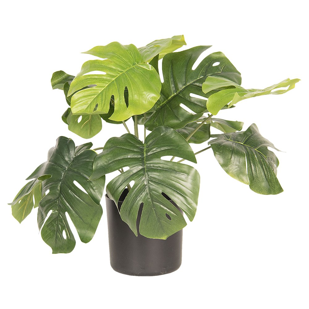 Dekorationspflanze Monstera Deliciosa 42x42x40 cm