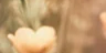 5-52800901775627-44325476761867.png
