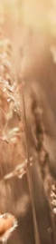 6-51267584983307-44325476761867.png