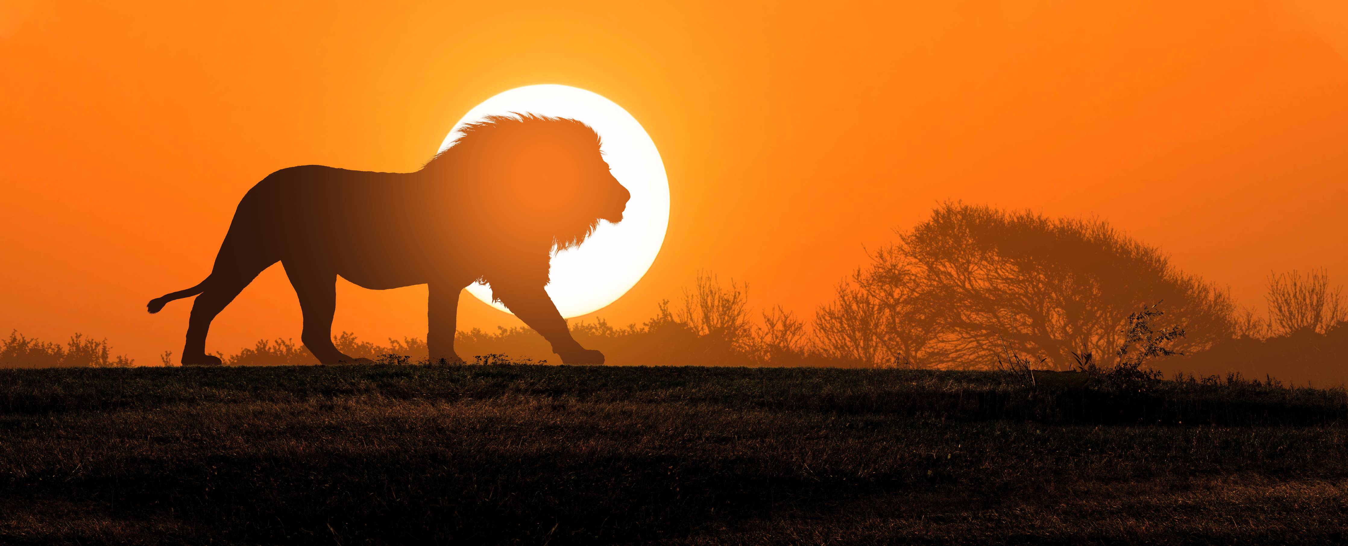 Babyzimmer Wandgestaltung-Afrikanische Landschaft bei Sonnenuntergang