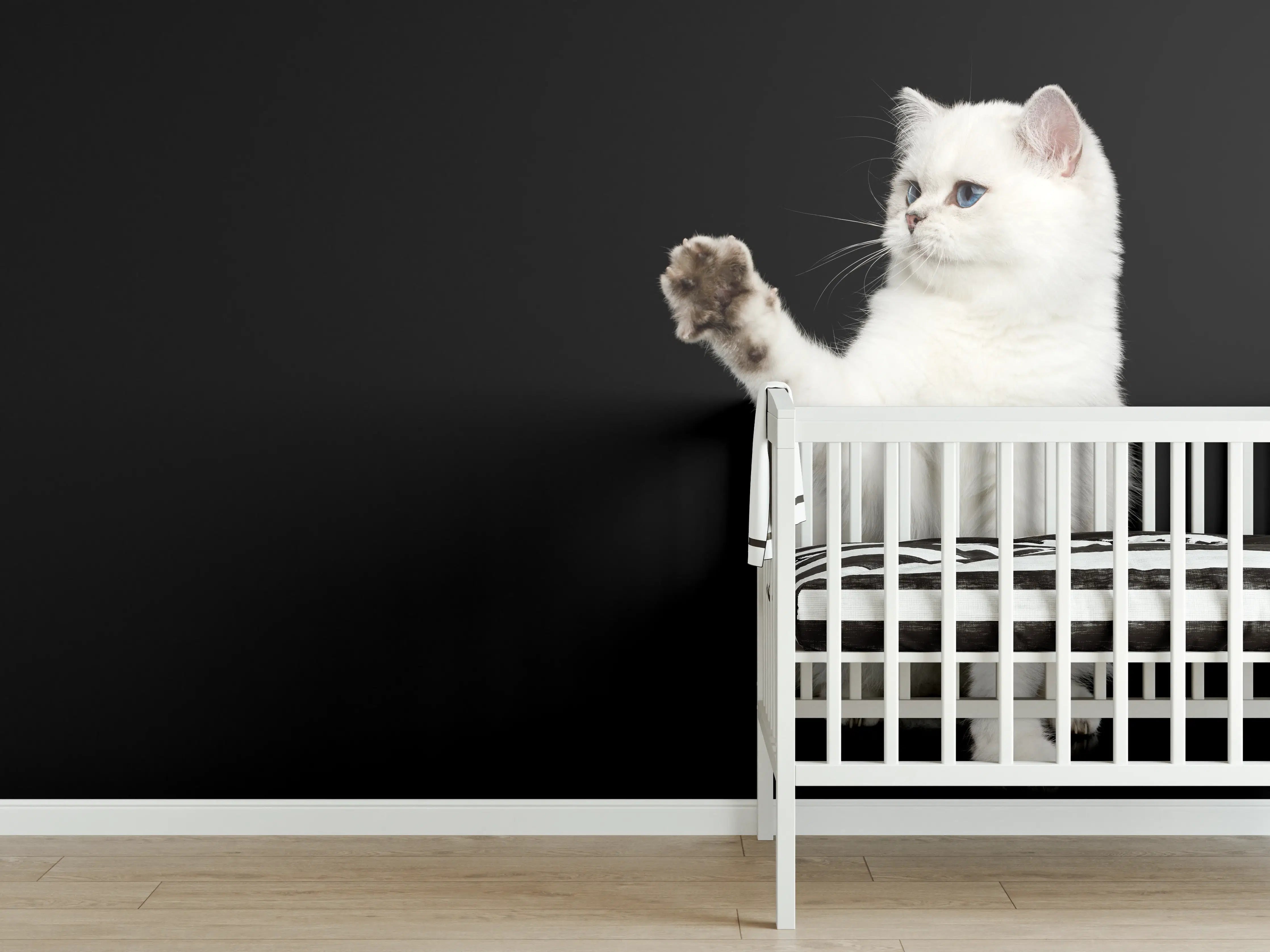 Babyzimmer Wandgestaltung - British weiße Katze