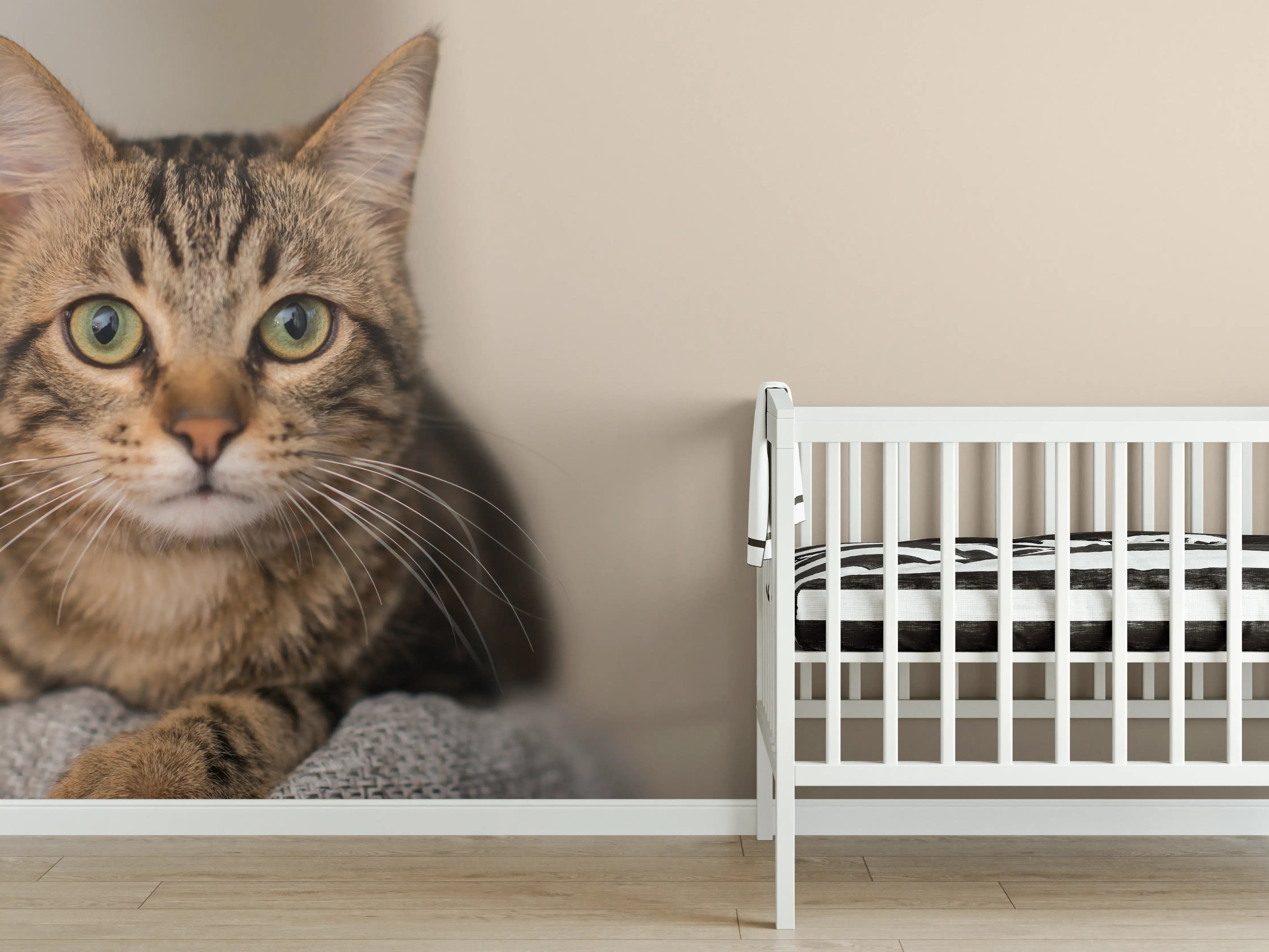 Babyzimmer Wandgestaltung - Entspannte Hauskatze in Beige-Braun