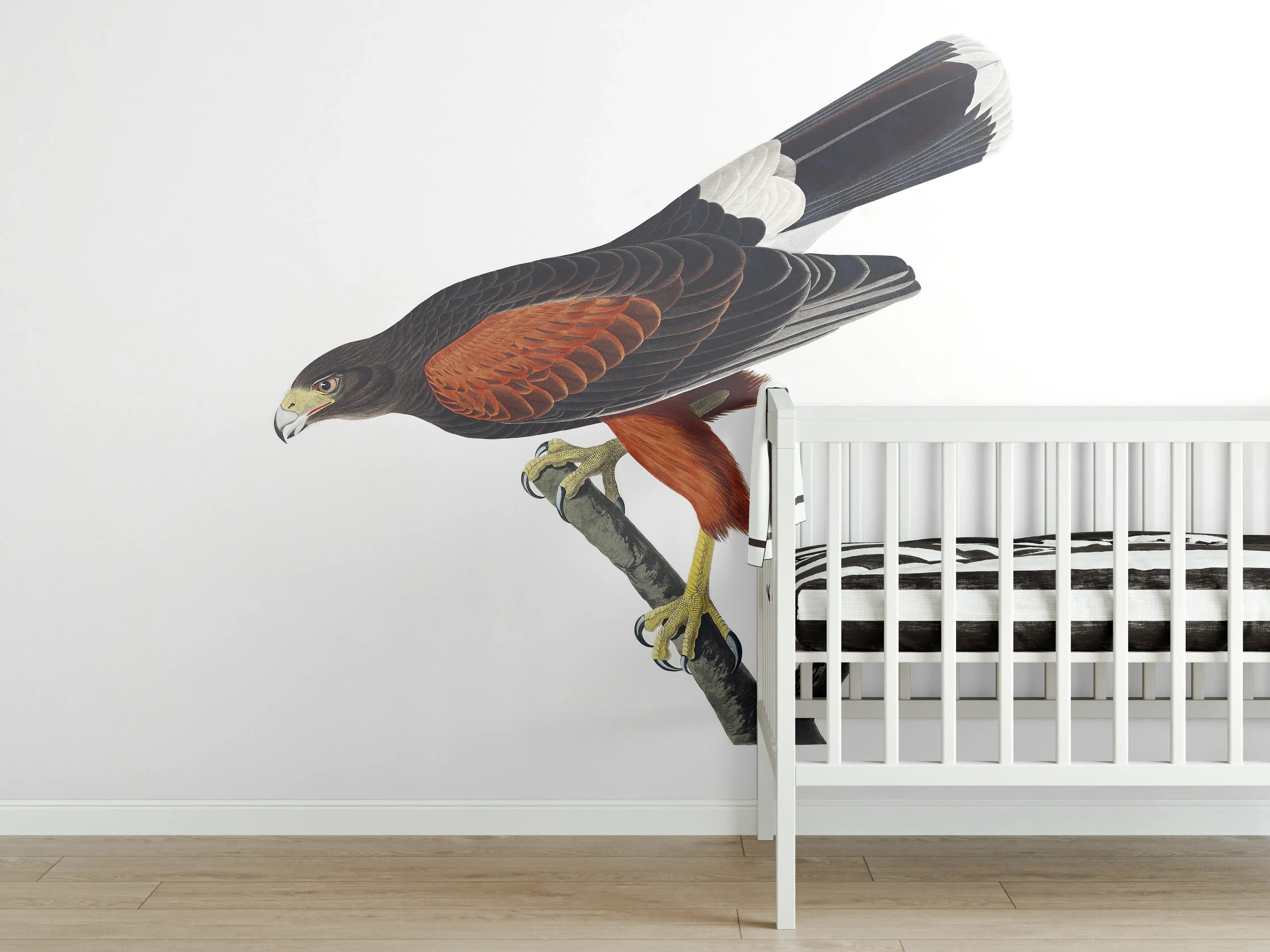 Babyzimmer Wandgestaltung - Falken Portrait - John James Audubon