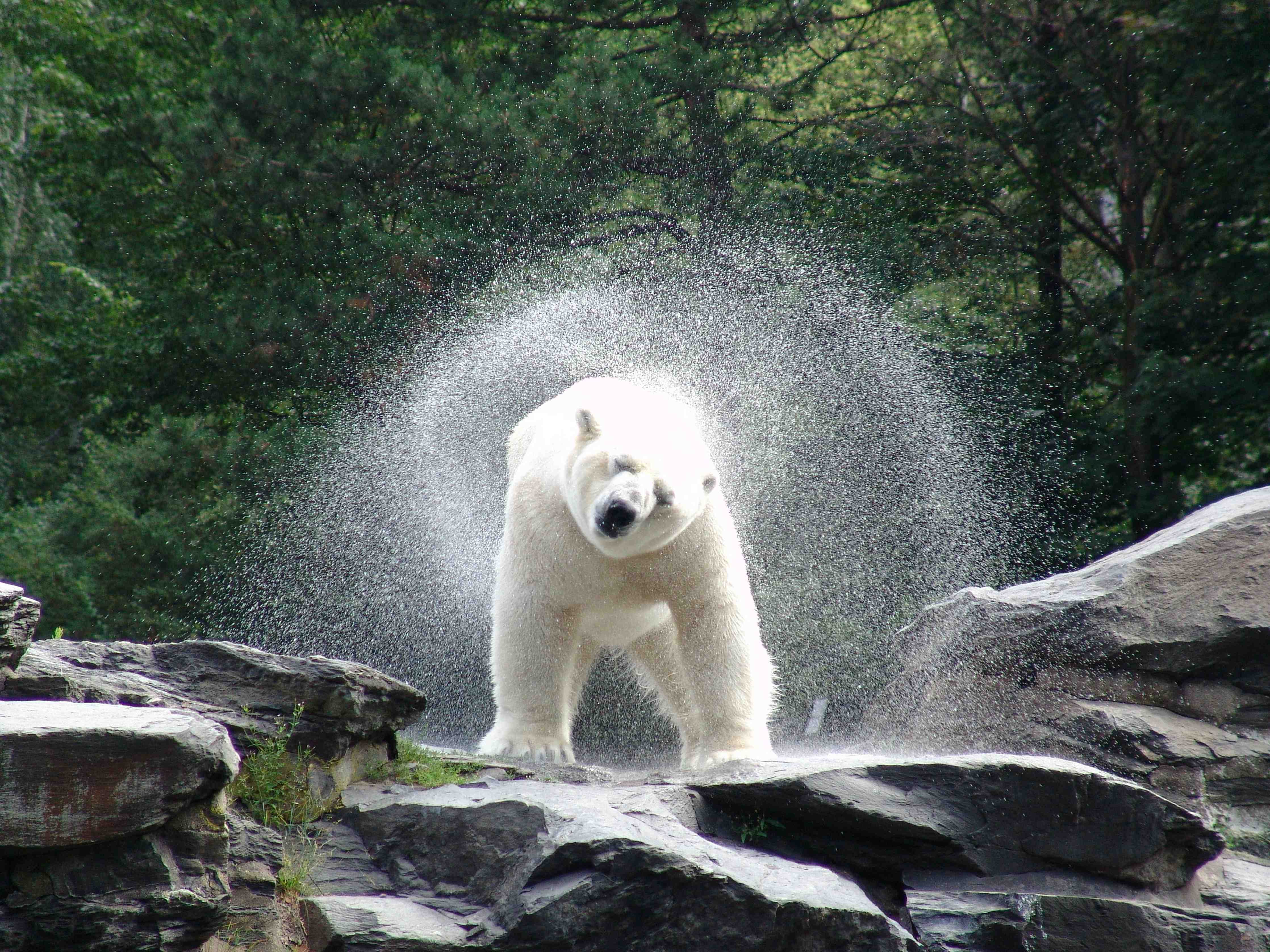 Babyzimmer Wandgestaltung-Frecher Bär im Wasser