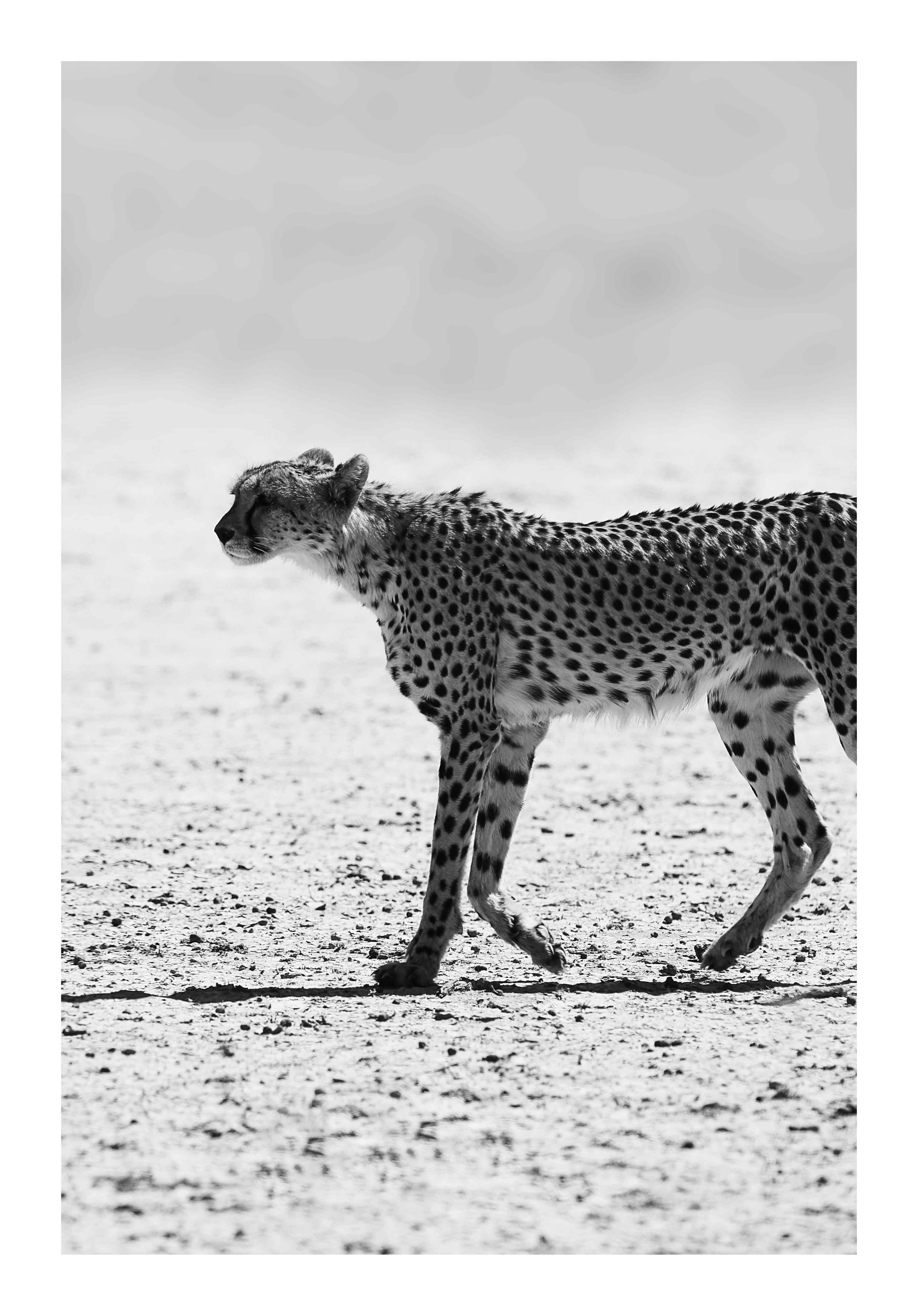 Babyzimmer Wandgestaltung-Gepard in Schwarz-Weiß