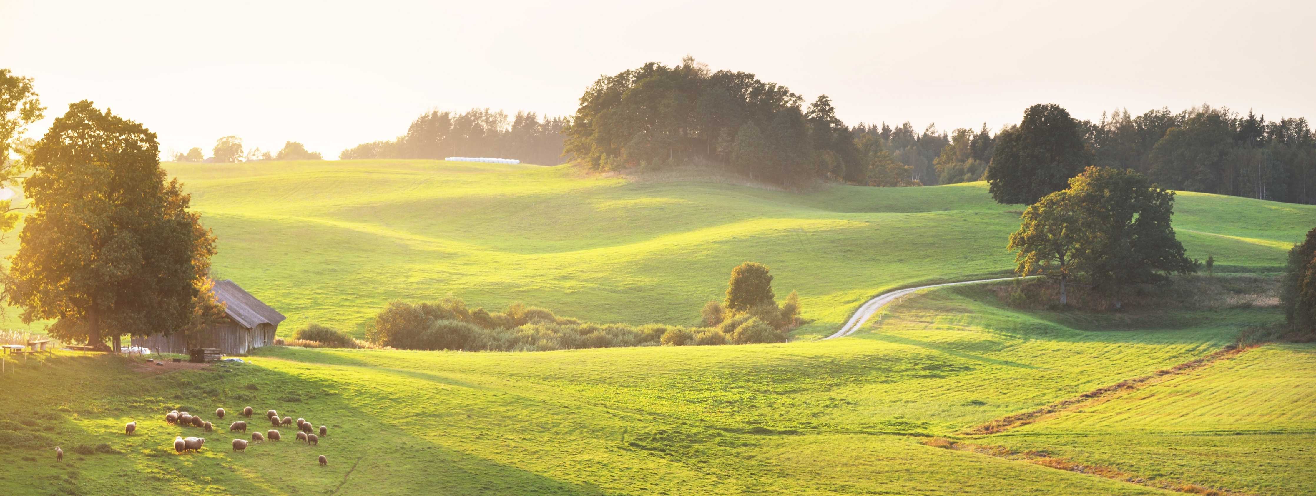 Babyzimmer Wandgestaltung-Grüne Hügellandschaft bei Sonnenuntergang