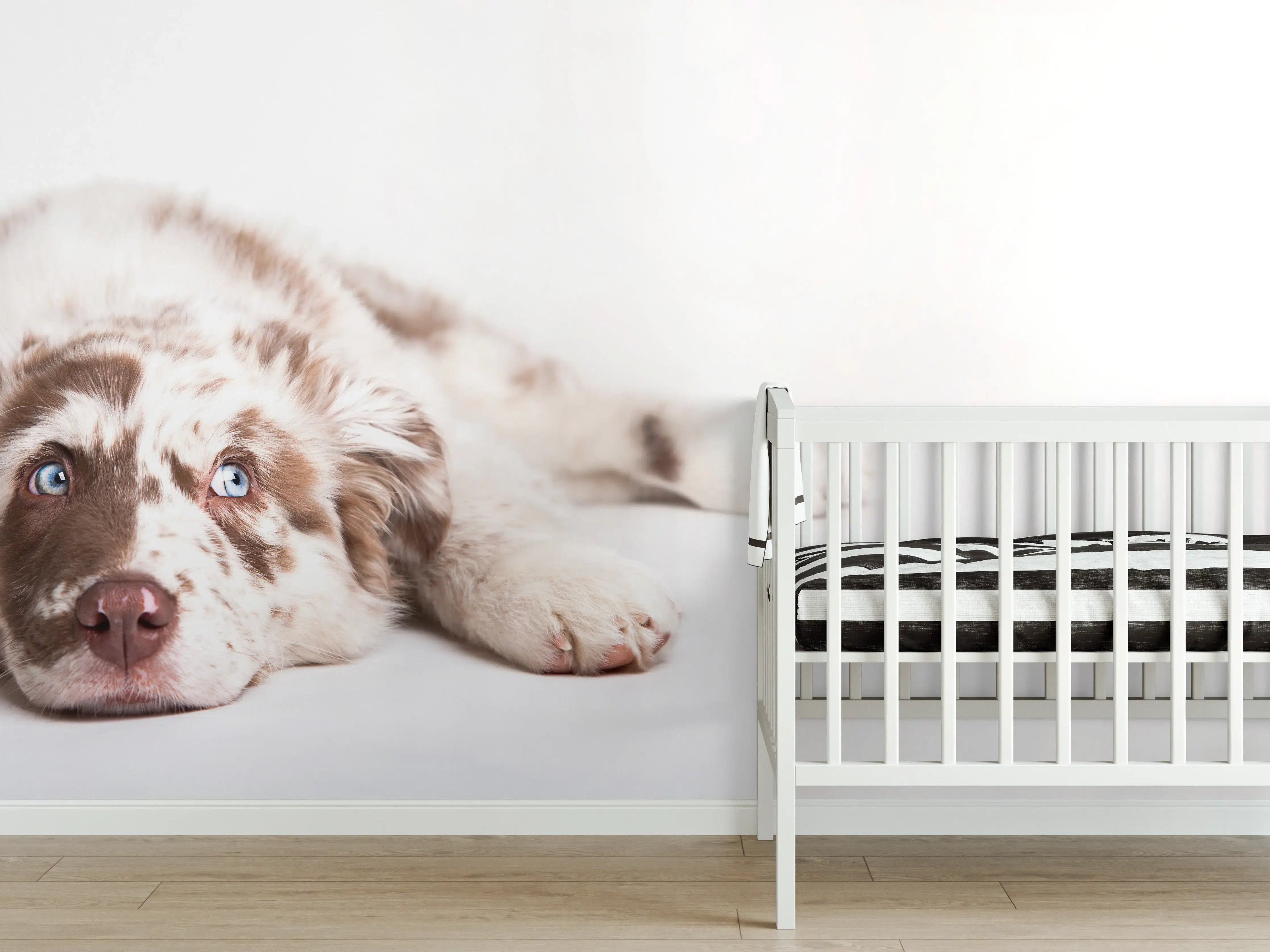 Babyzimmer Wandgestaltung - Hunde Portrait - Australian Shepherd