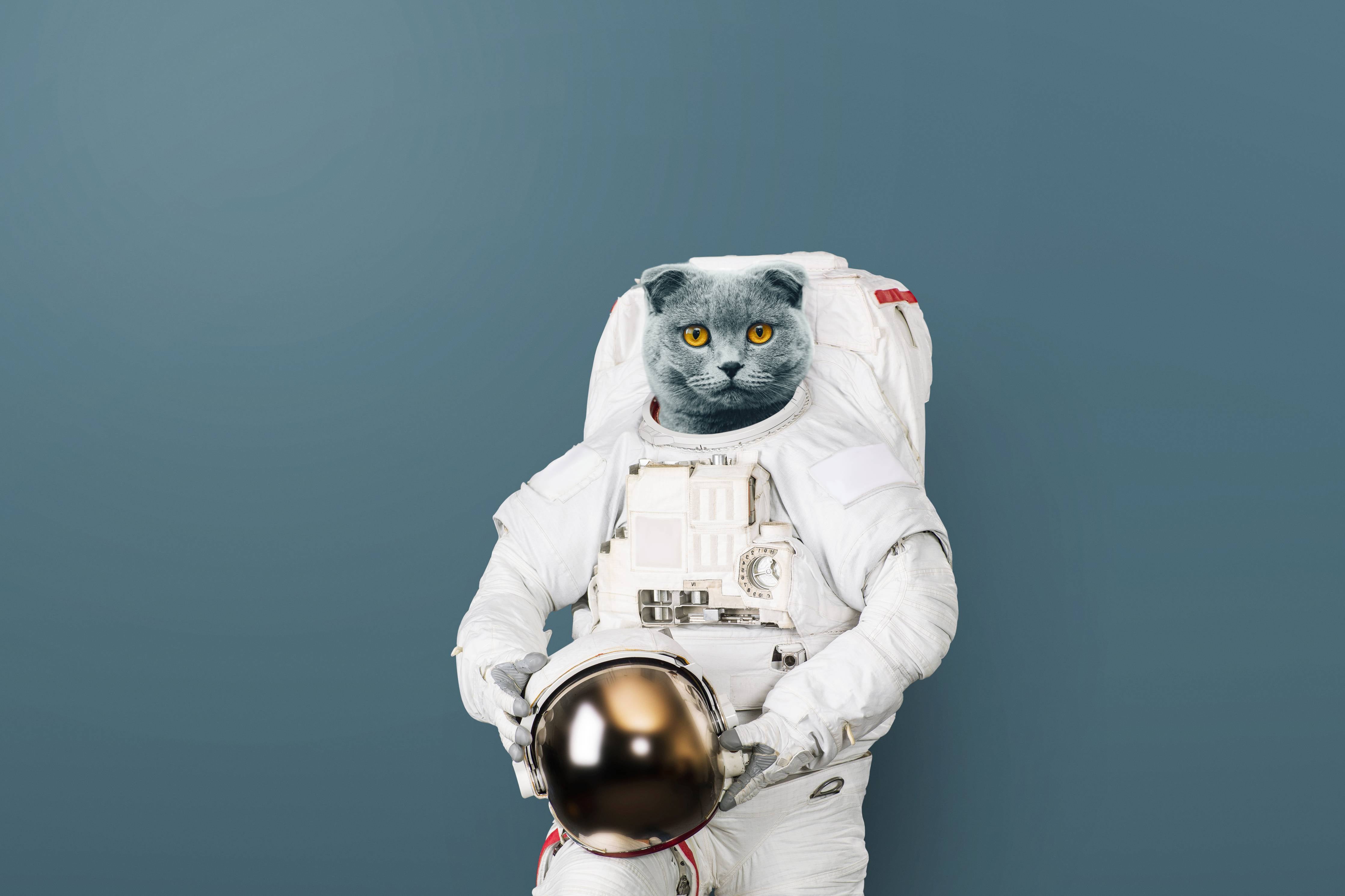 Babyzimmer Wandgestaltung-Katzen-Astronaut Grau-Helm