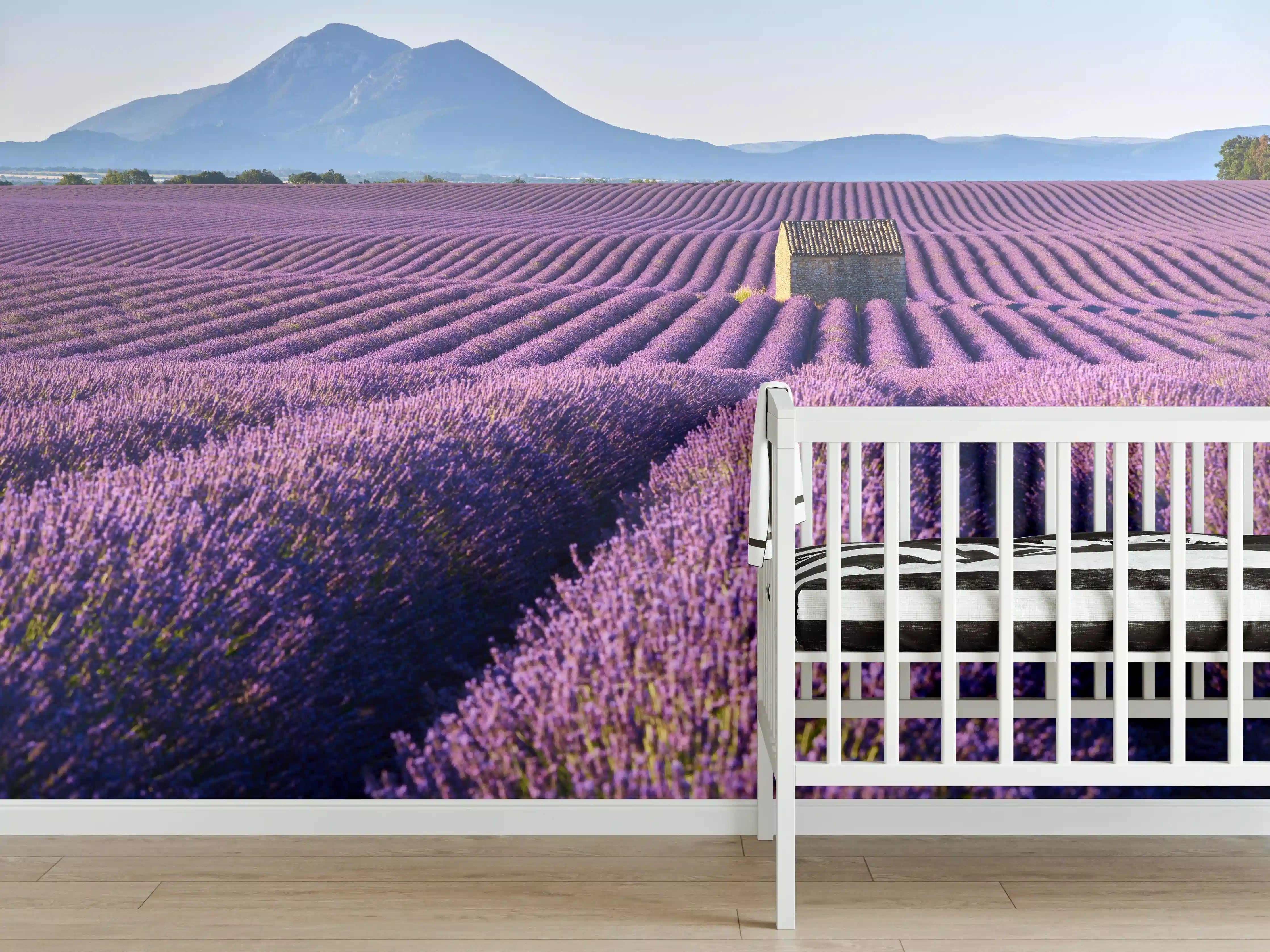 Babyzimmer Wandgestaltung - Lavendelfelder auf dem Plateau de Valensole 