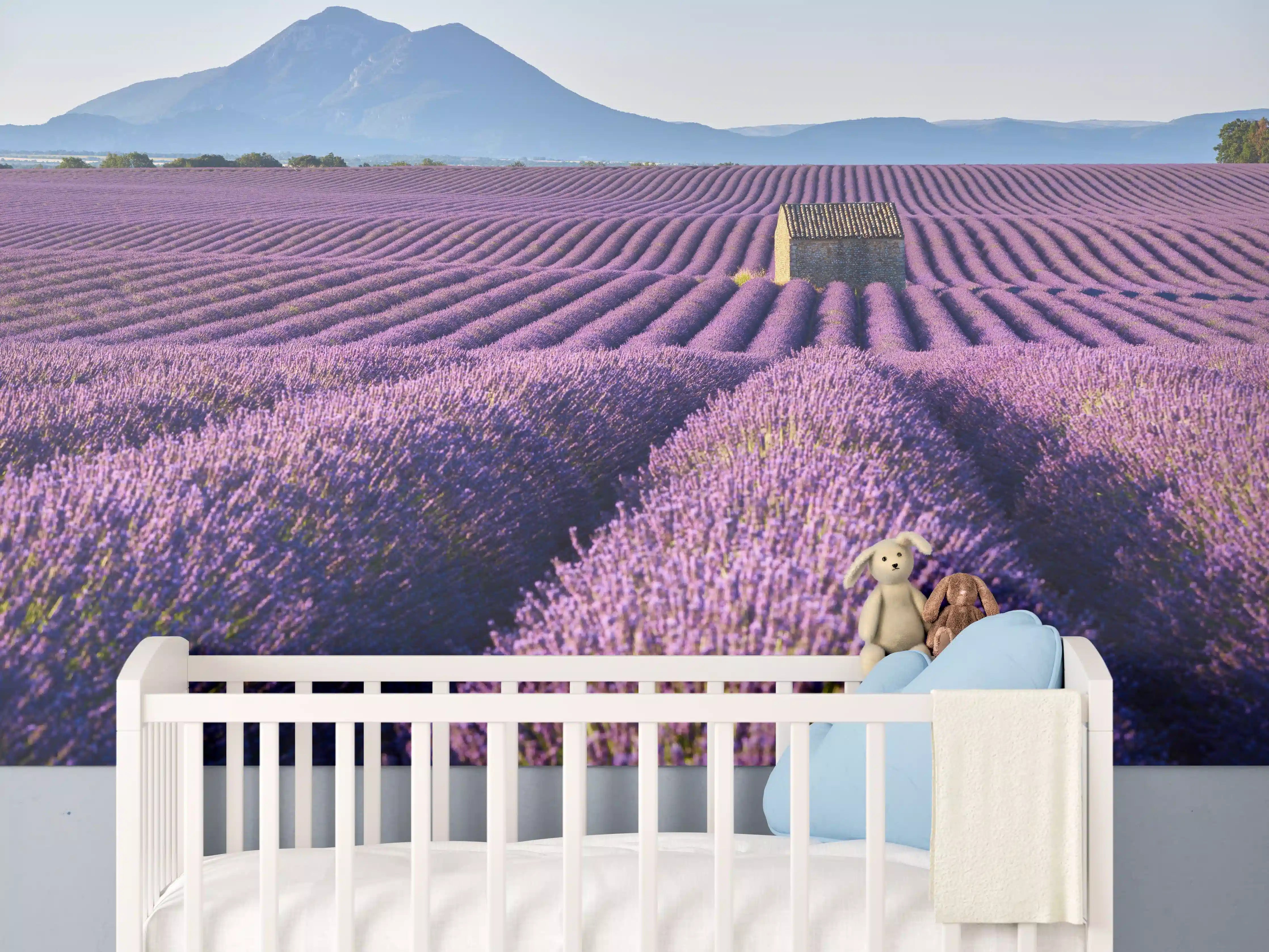 Babyzimmer Wandgestaltung - Lavendelfelder auf dem Plateau de Valensole 