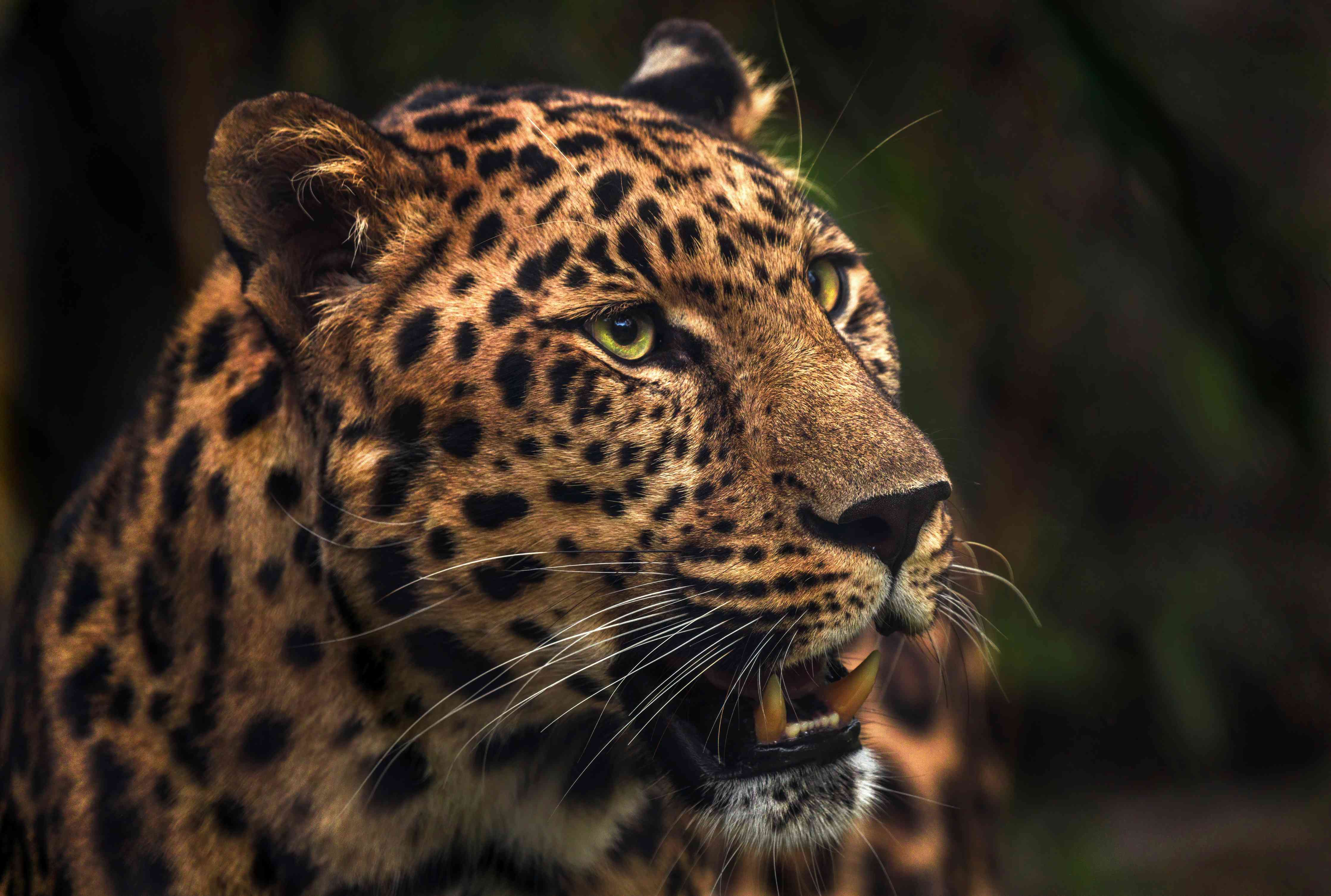 Babyzimmer Wandgestaltung-Majestätischer Amur-Leopard