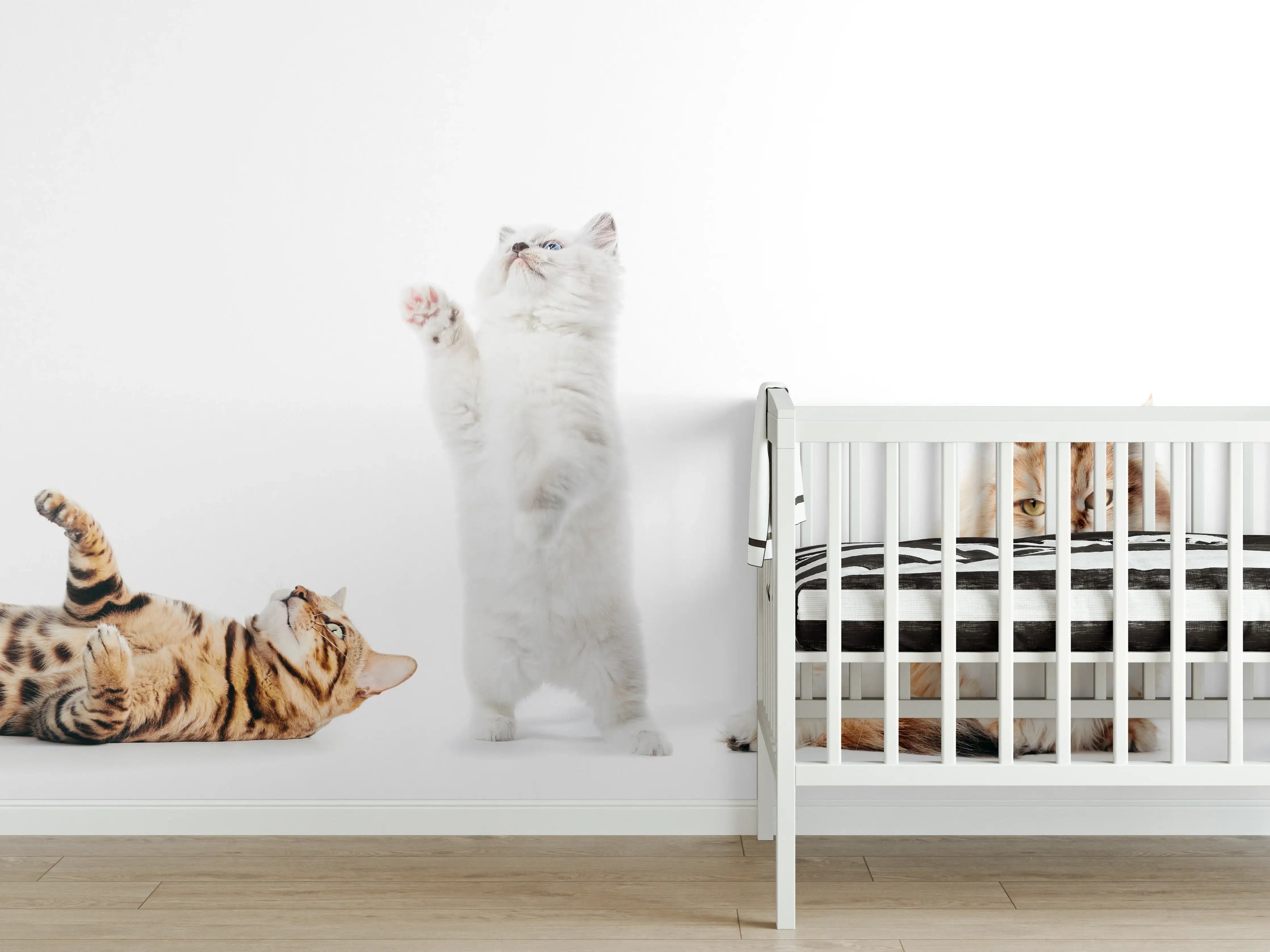 Babyzimmer Wandgestaltung - Reinrassige Katzen Weiß-Sammlung