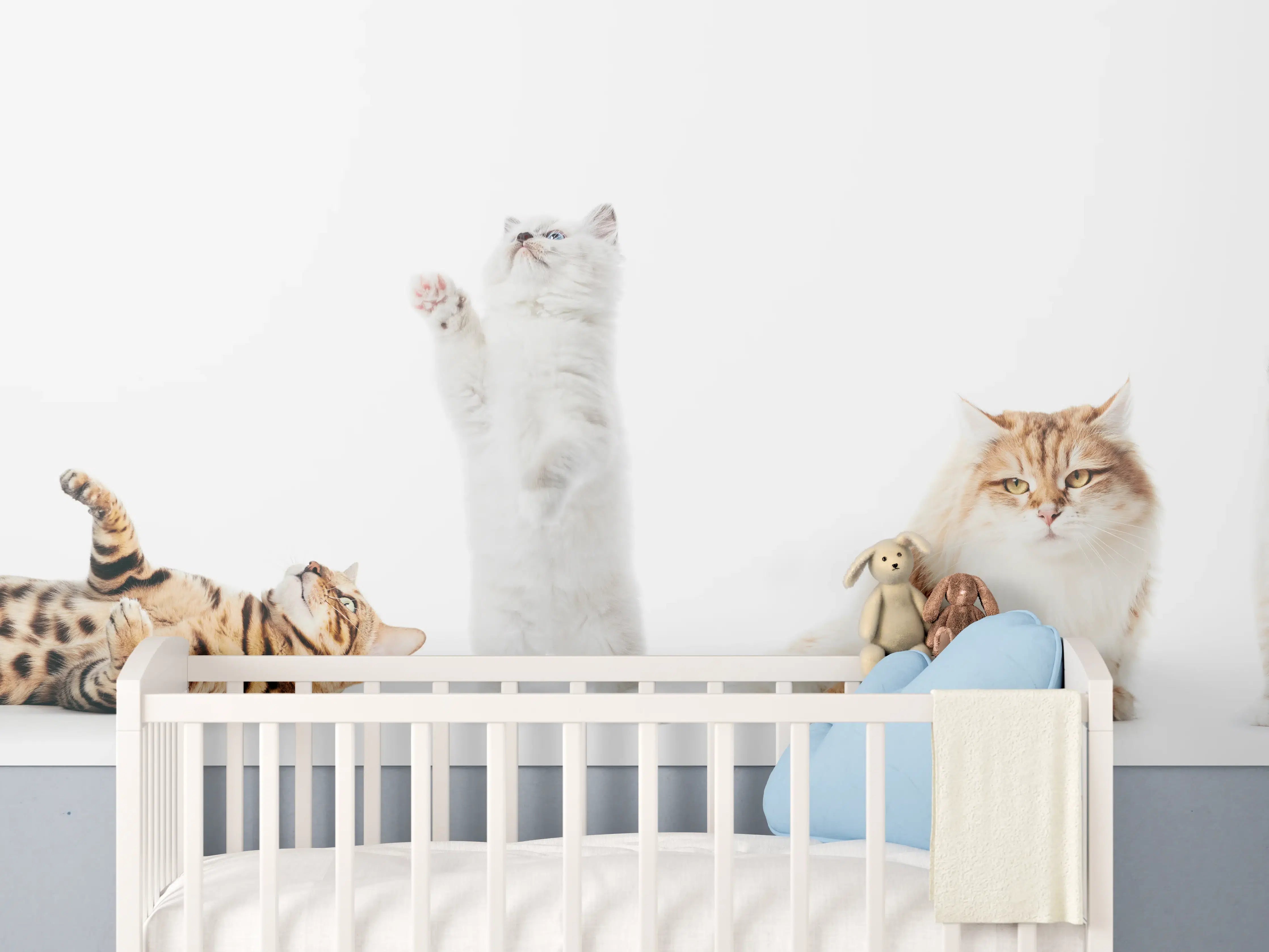 Babyzimmer Wandgestaltung - Reinrassige Katzen Weiß-Sammlung