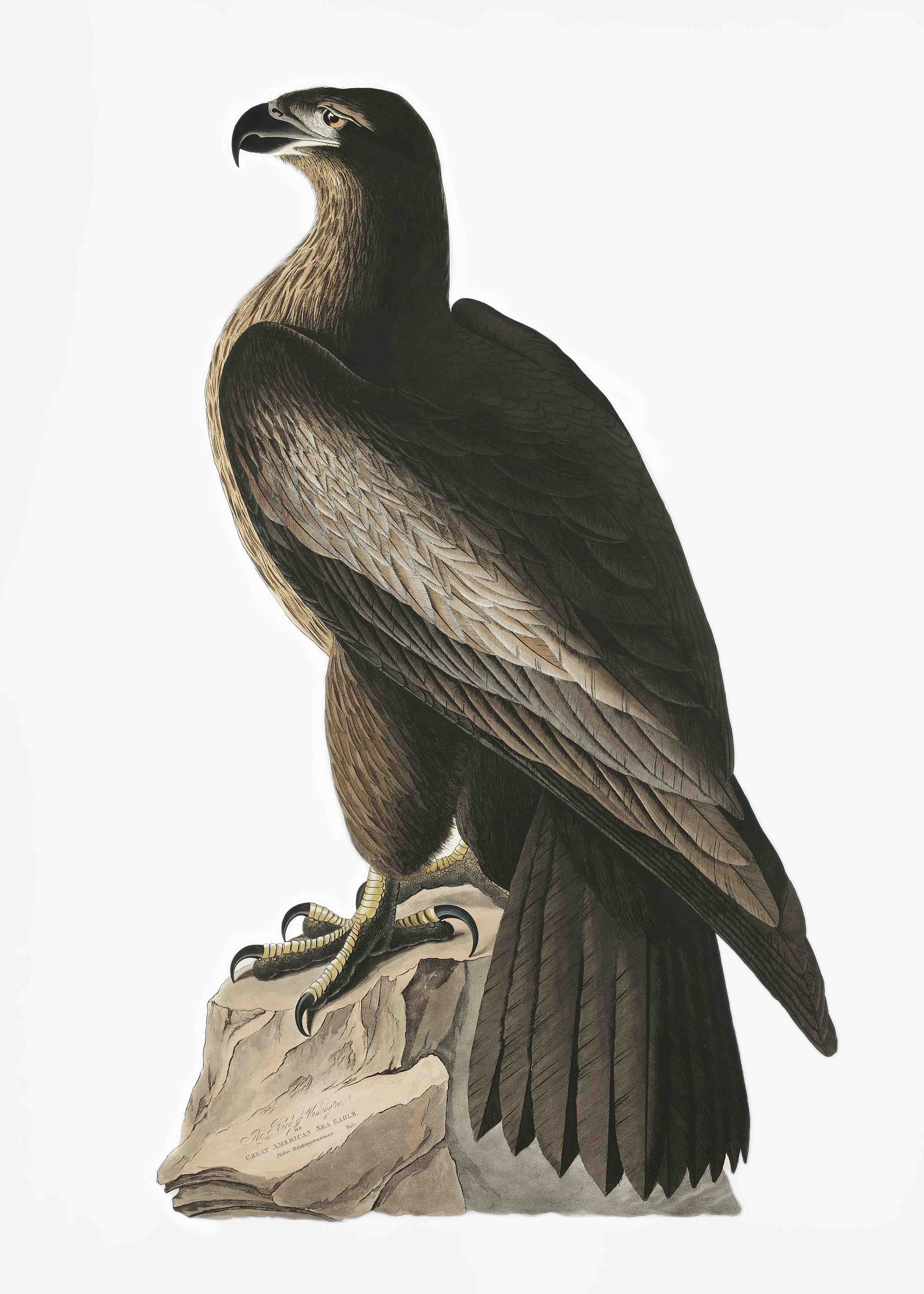 Babyzimmer Wandgestaltung-Riesenseeadler Portrait - John James Audubon
