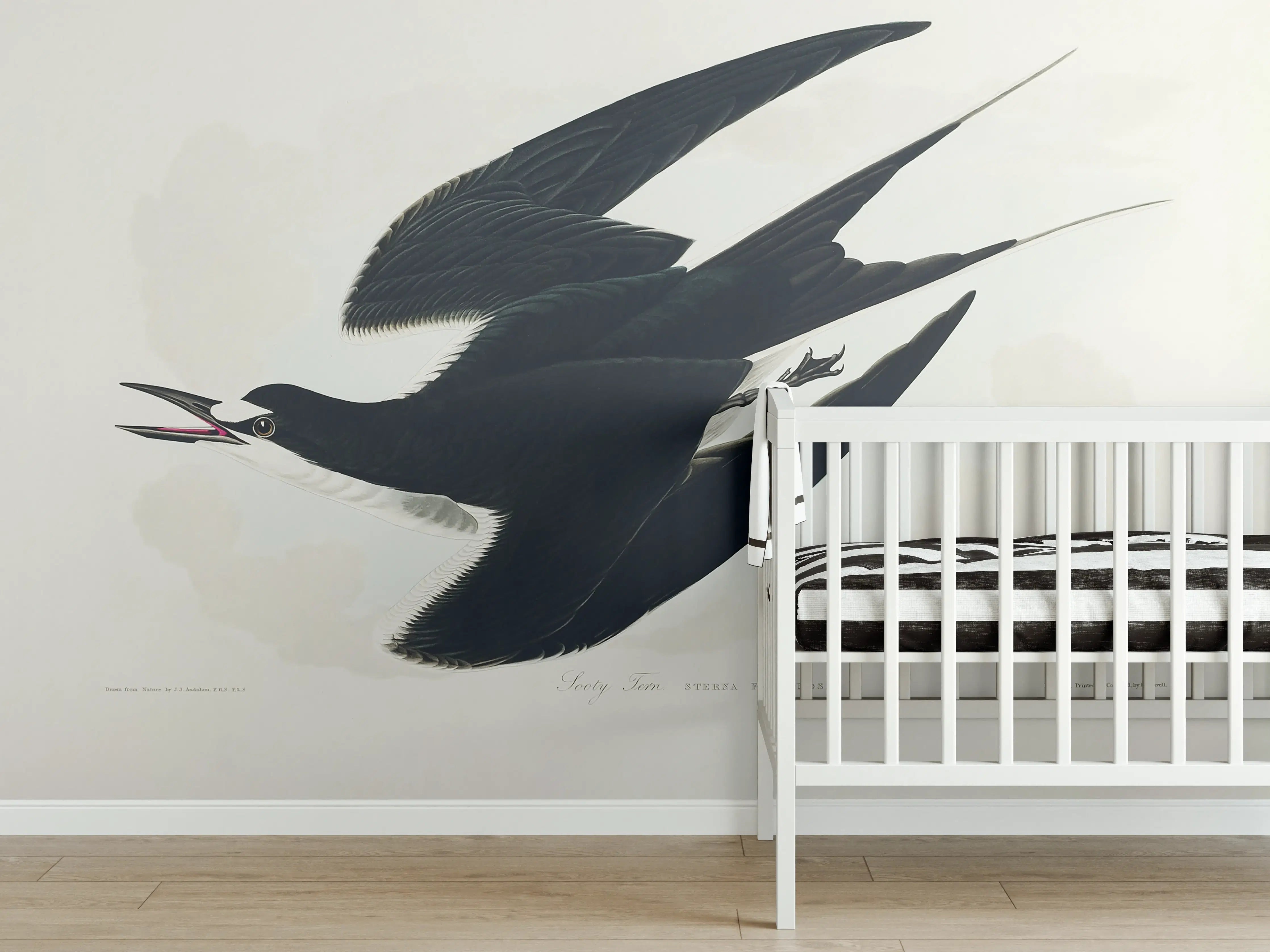 Babyzimmer Wandgestaltung - Rußseeschwalbe Portrait - John James Audubon