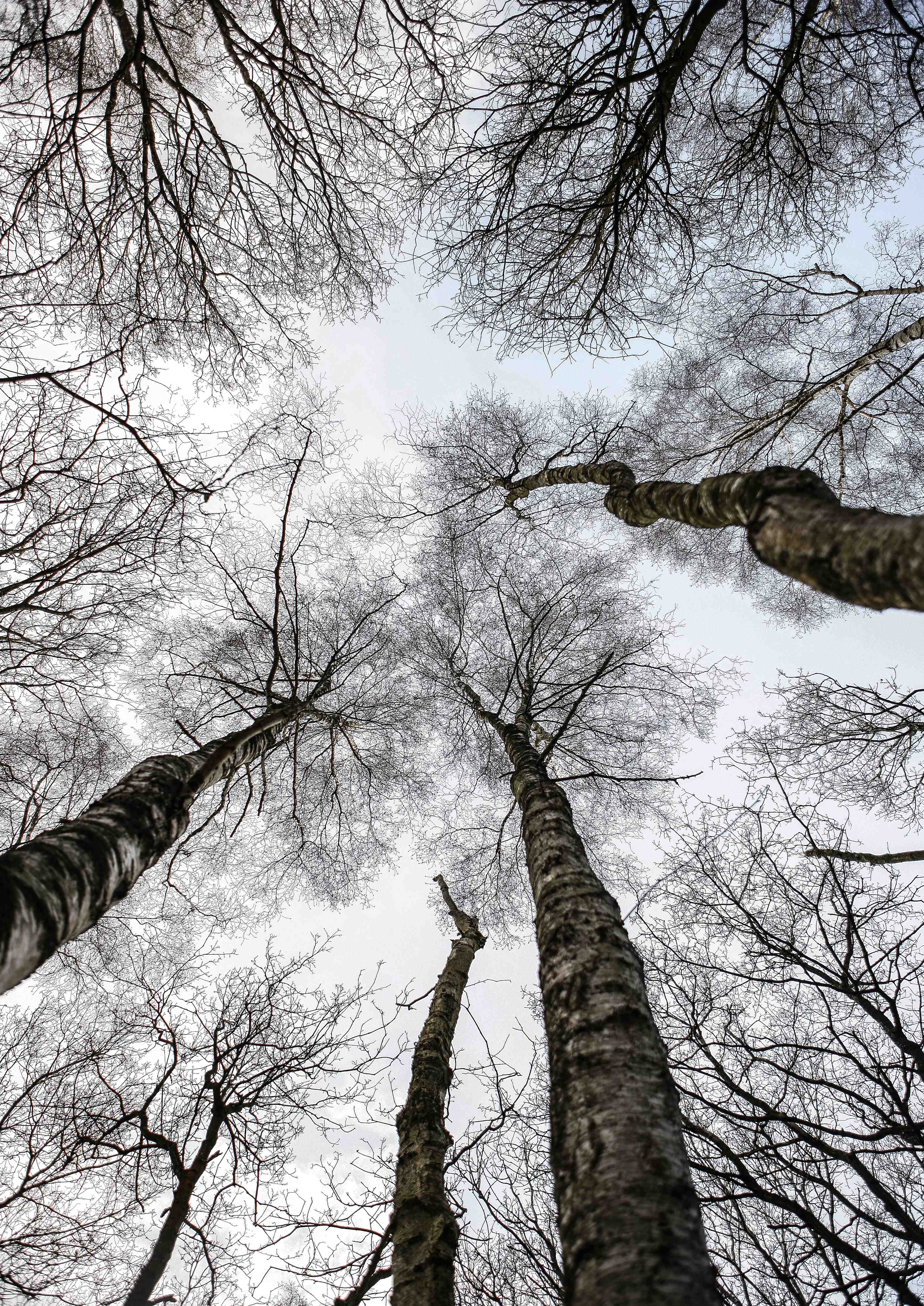 Babyzimmer Wandgestaltung-Schnee Wald