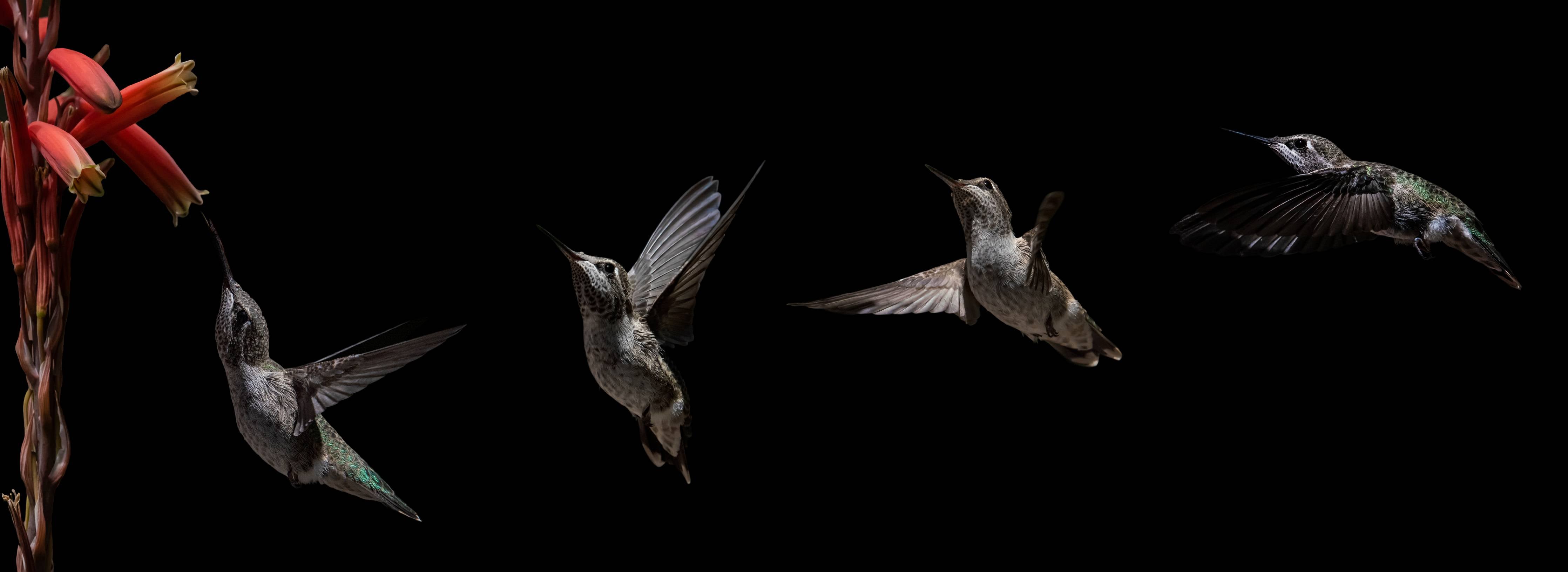 Babyzimmer Wandgestaltung-Schwarzkinnkolibri Vogel mit Schwarzem Hintergrund