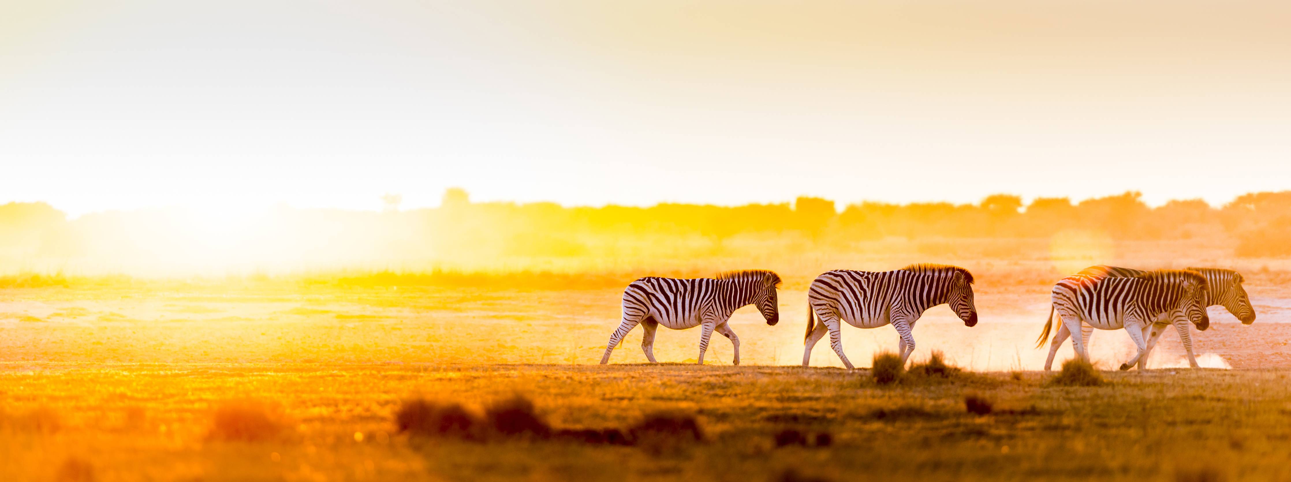 Babyzimmer Wandgestaltung-Sonnenaufgang über der Savanne mit Zebras