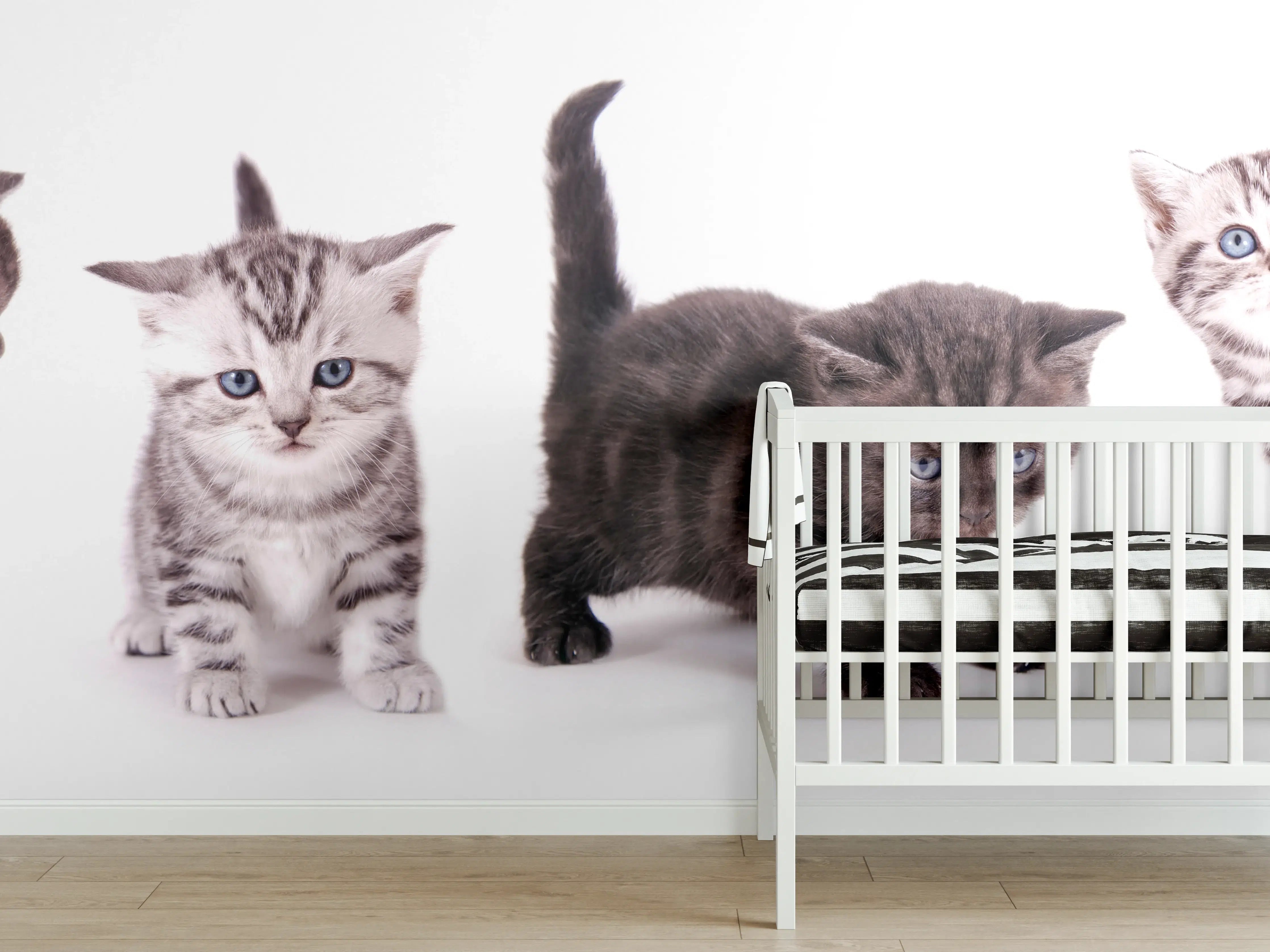 Babyzimmer Wandgestaltung - Süße Britisch Kurzhaar Kätzchen