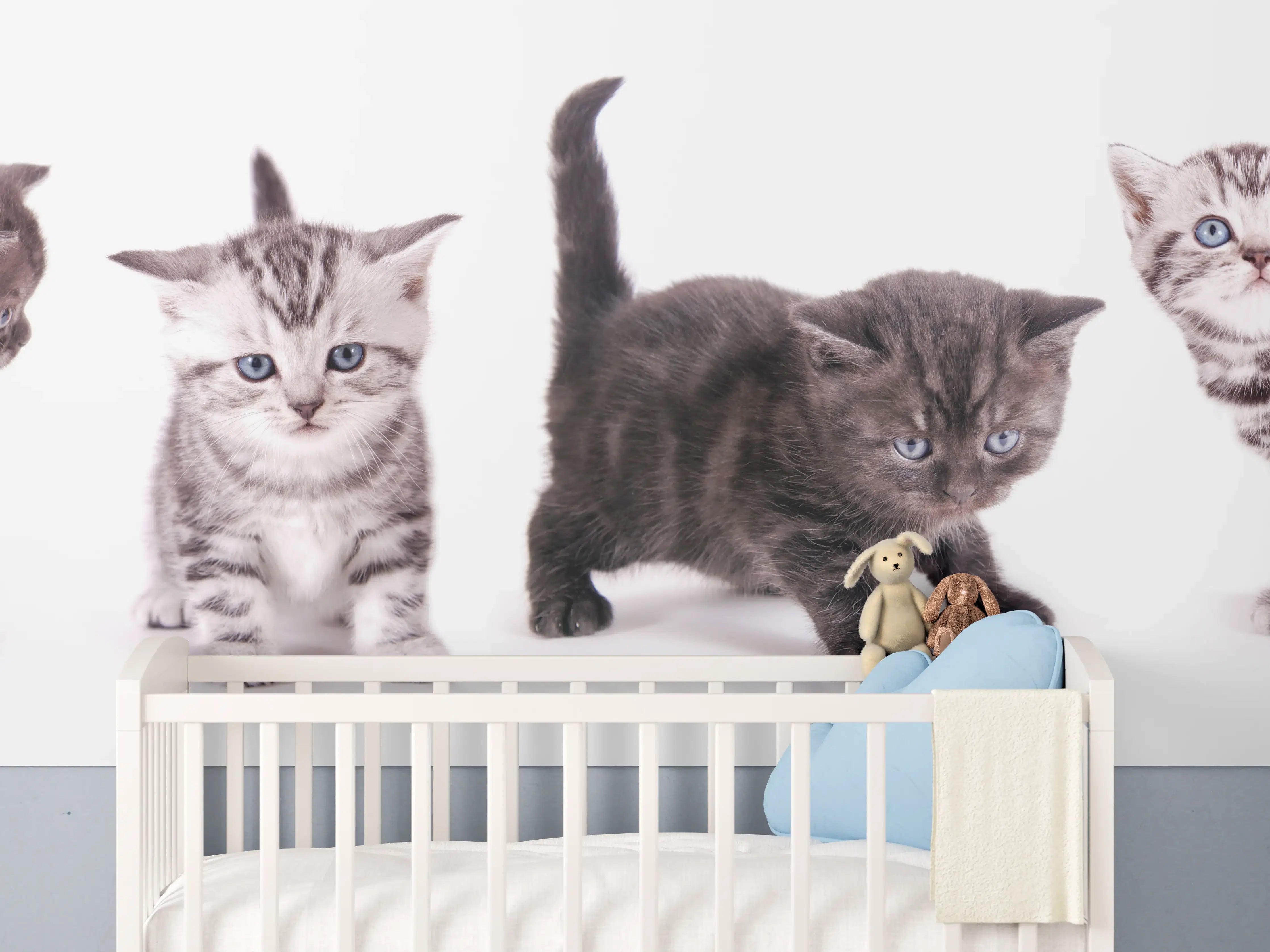 Babyzimmer Wandgestaltung - Süße Britisch Kurzhaar Kätzchen