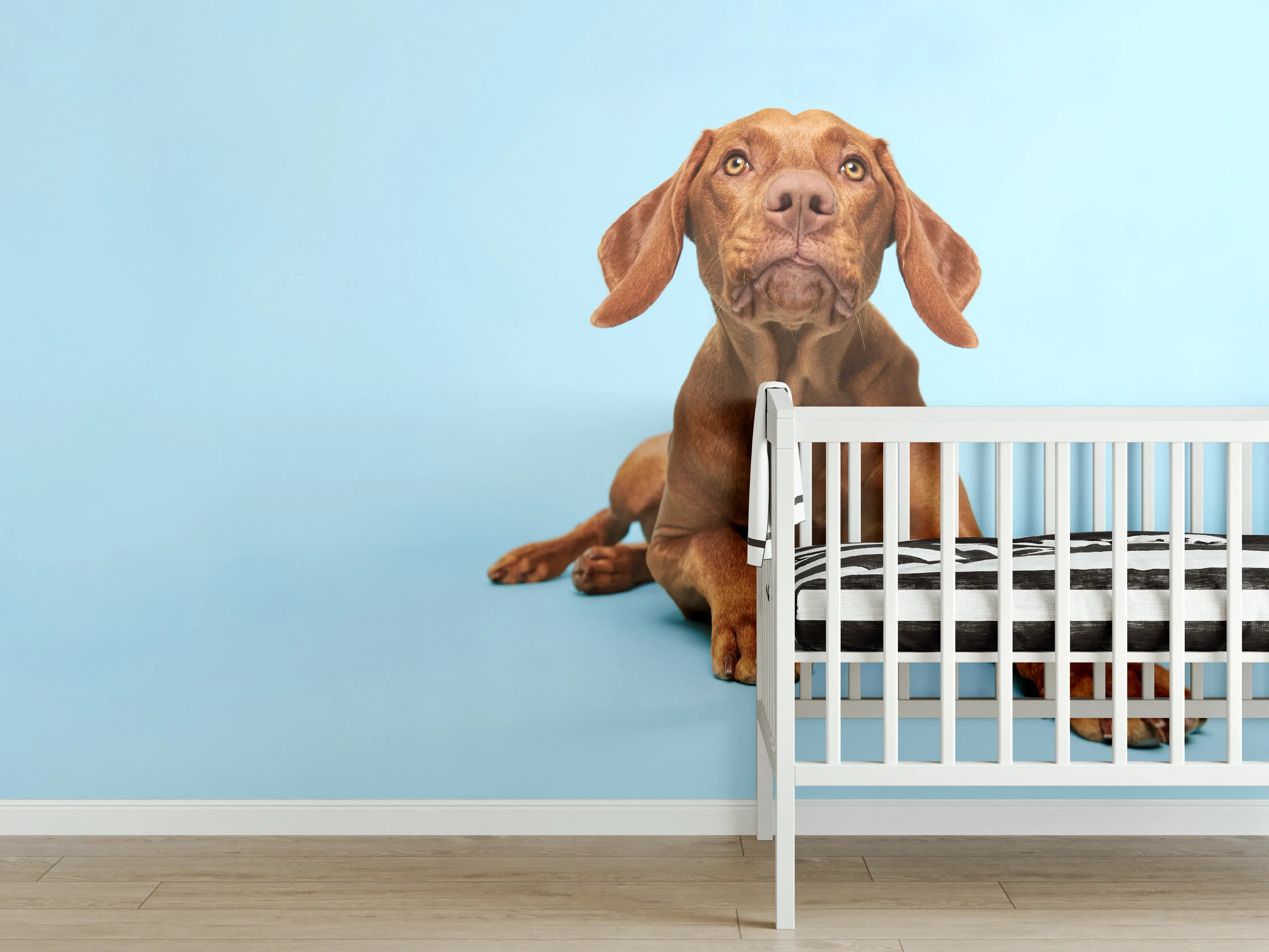 Babyzimmer Wandgestaltung - Ungarischer Vizsla-Welpe Portrait