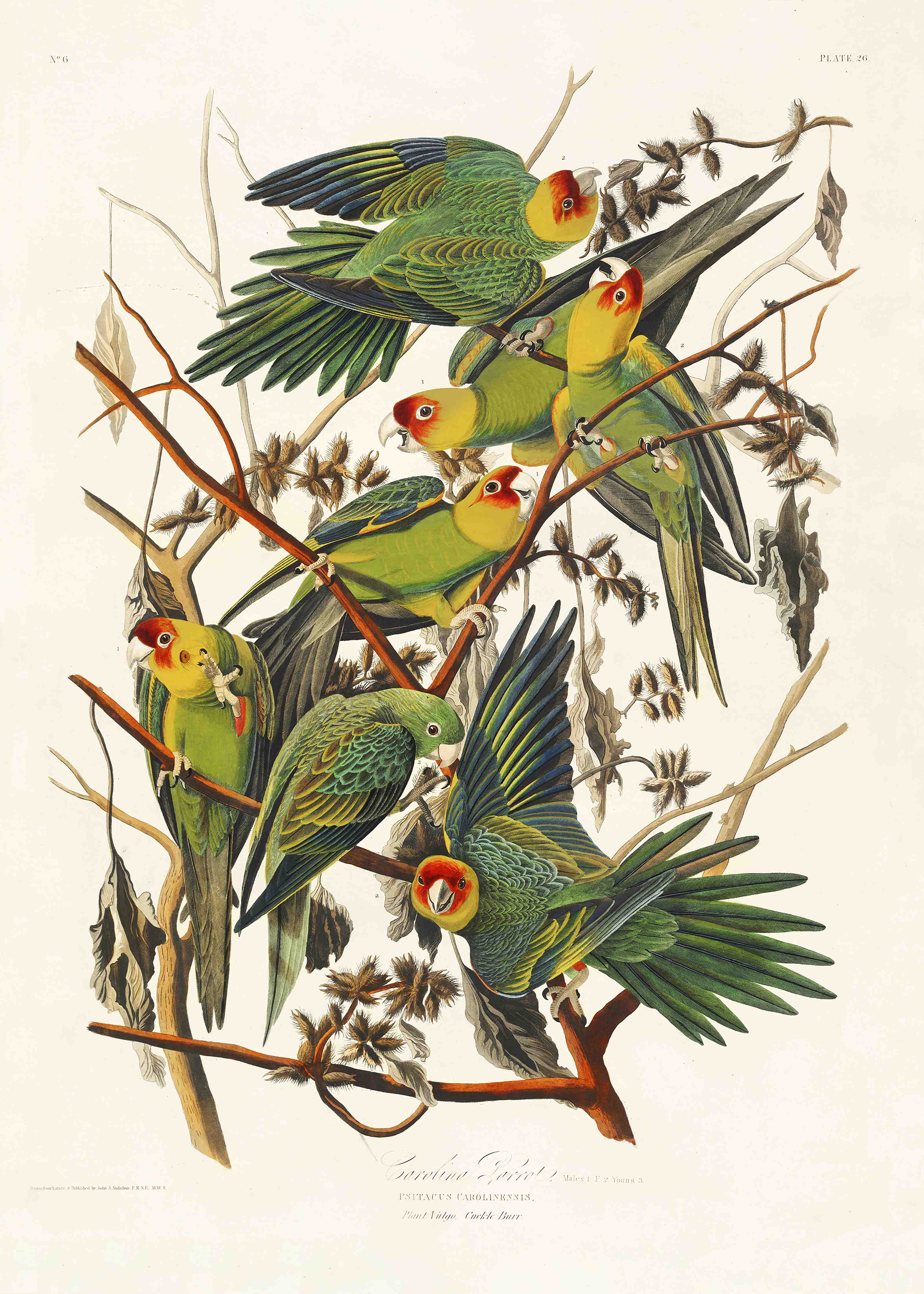 Babyzimmer Wandgestaltung-Vogel Portait - Robert Havell 