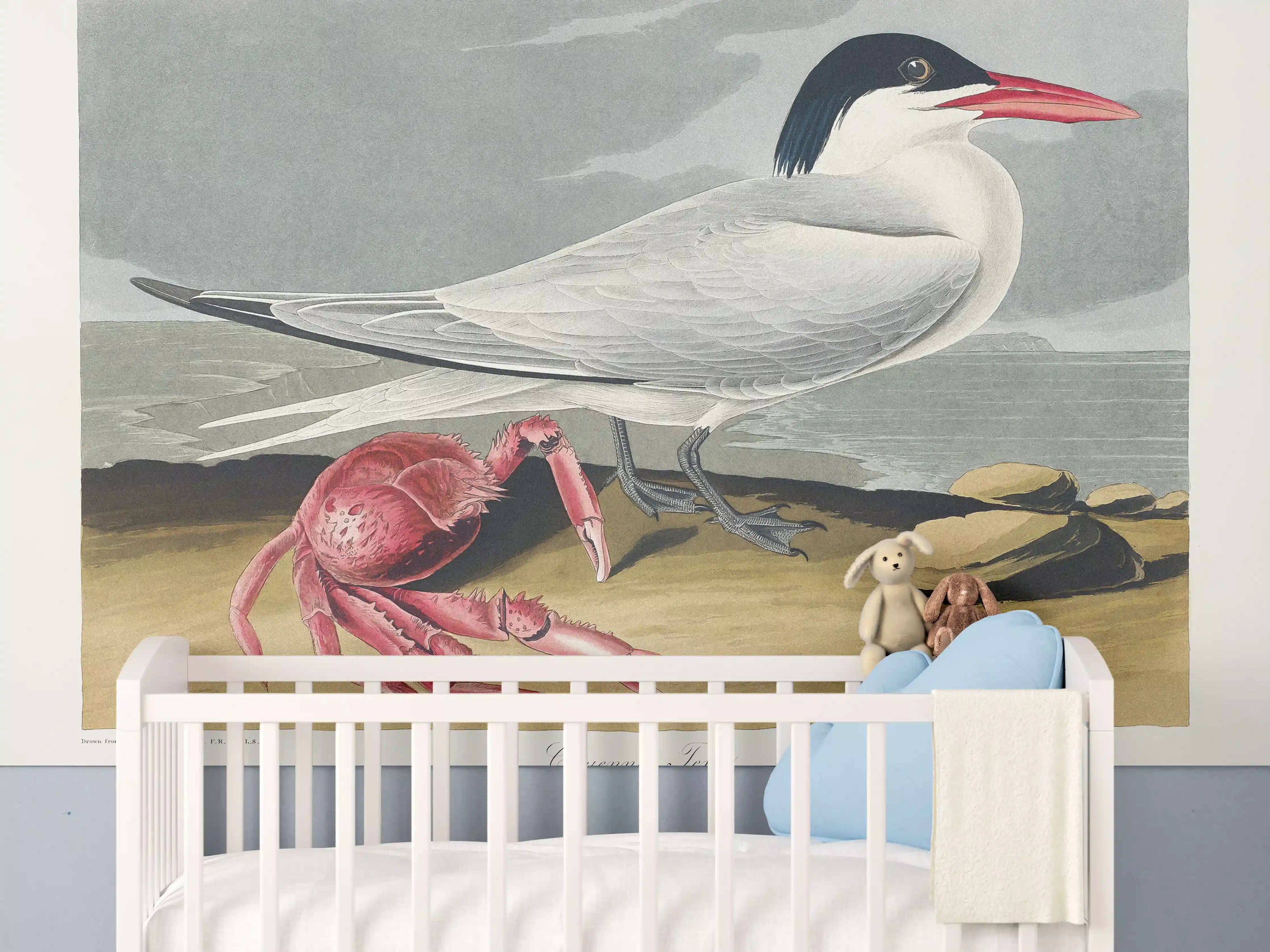 Babyzimmer Wandgestaltung - Vogel Portrait - Robert Havell