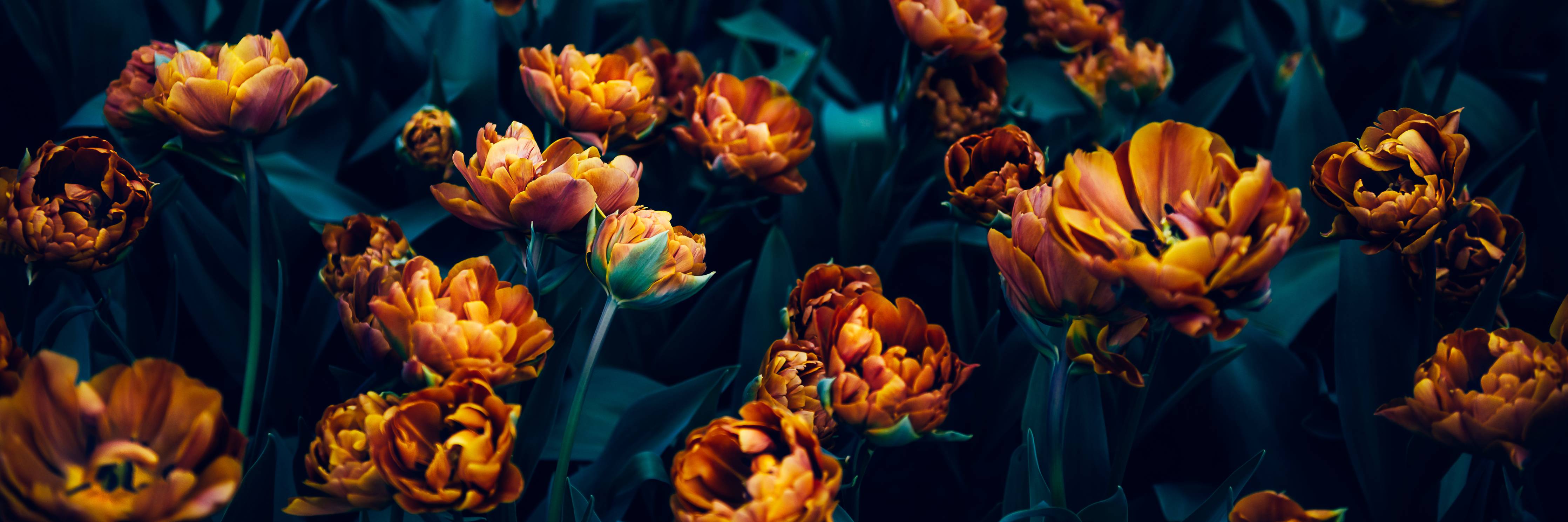 Babyzimmer Wandgestaltung-Warme, orangefarbene Tulpen im Dunkel