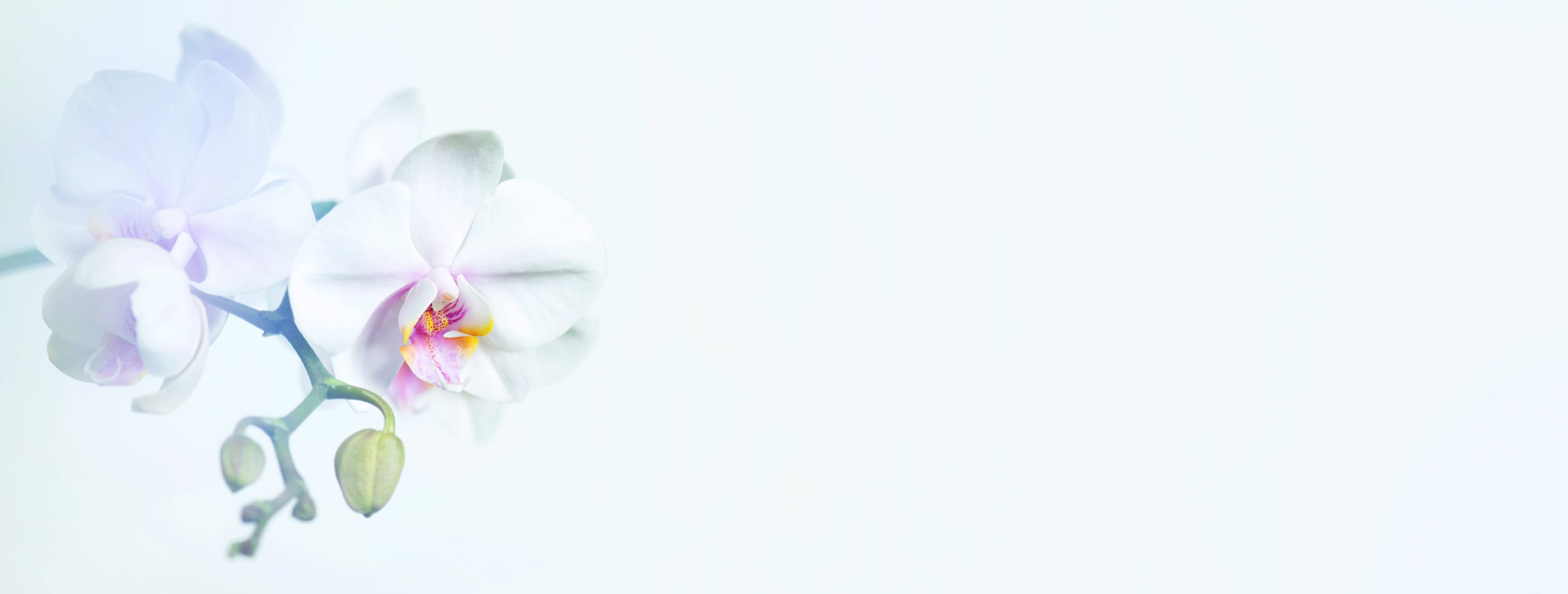 Babyzimmer Wandgestaltung-Weiße Orchidee in Pastell