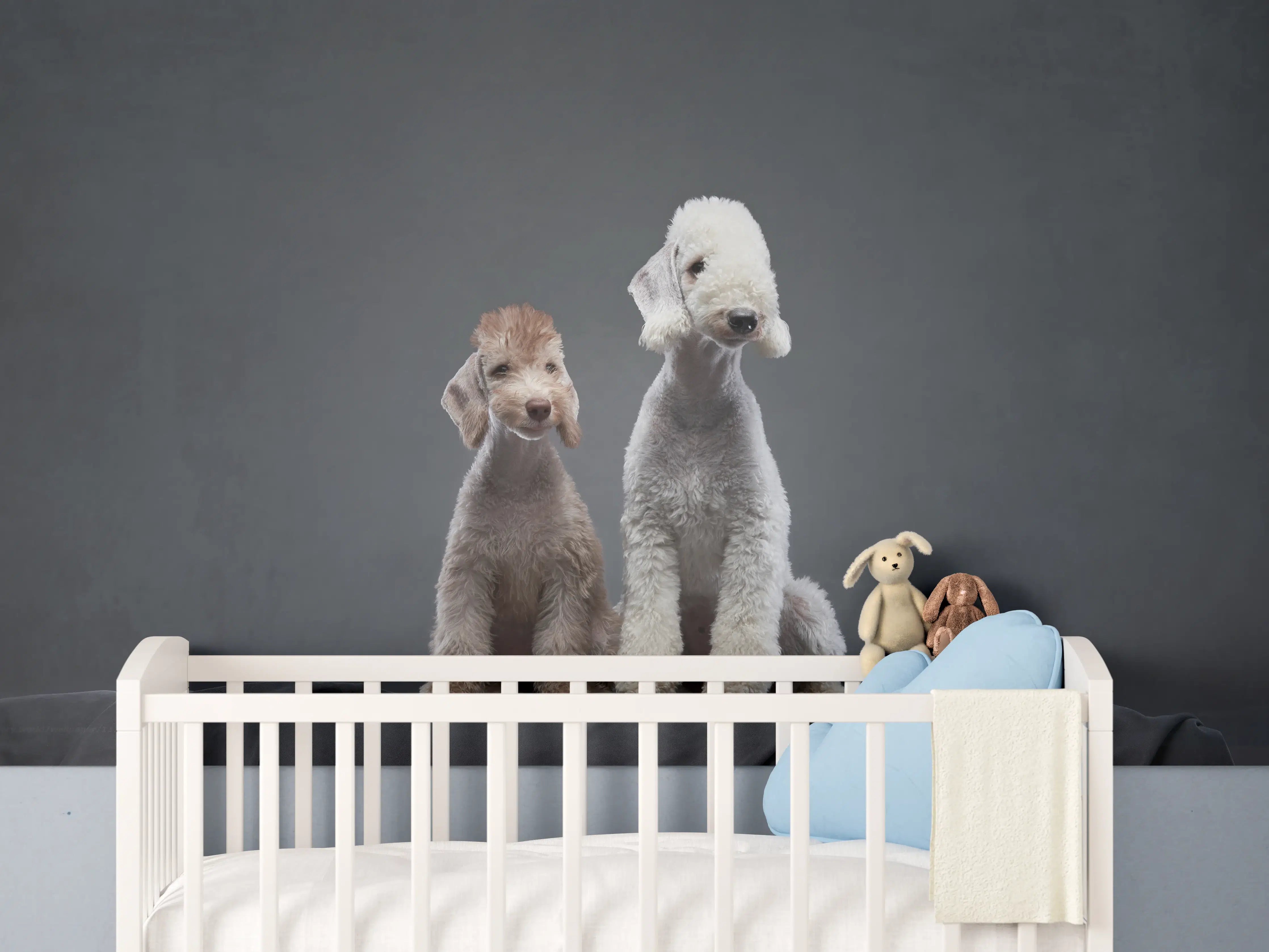 Babyzimmer Wandgestaltung - Welpe und erwachsener Bedlington Terrier