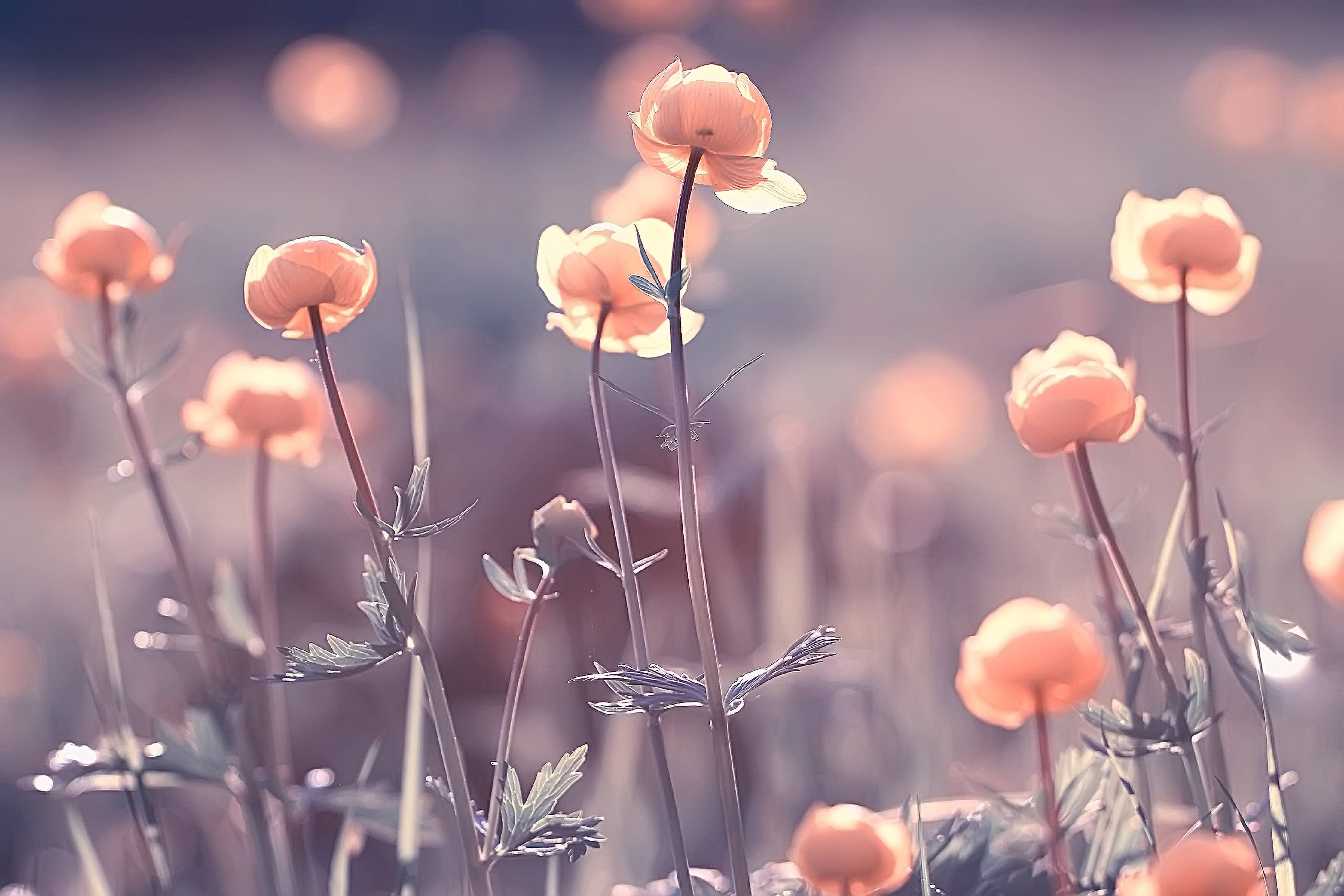 Babyzimmer Wandgestaltung-Zarte blühende Blumen in Pastellfarben