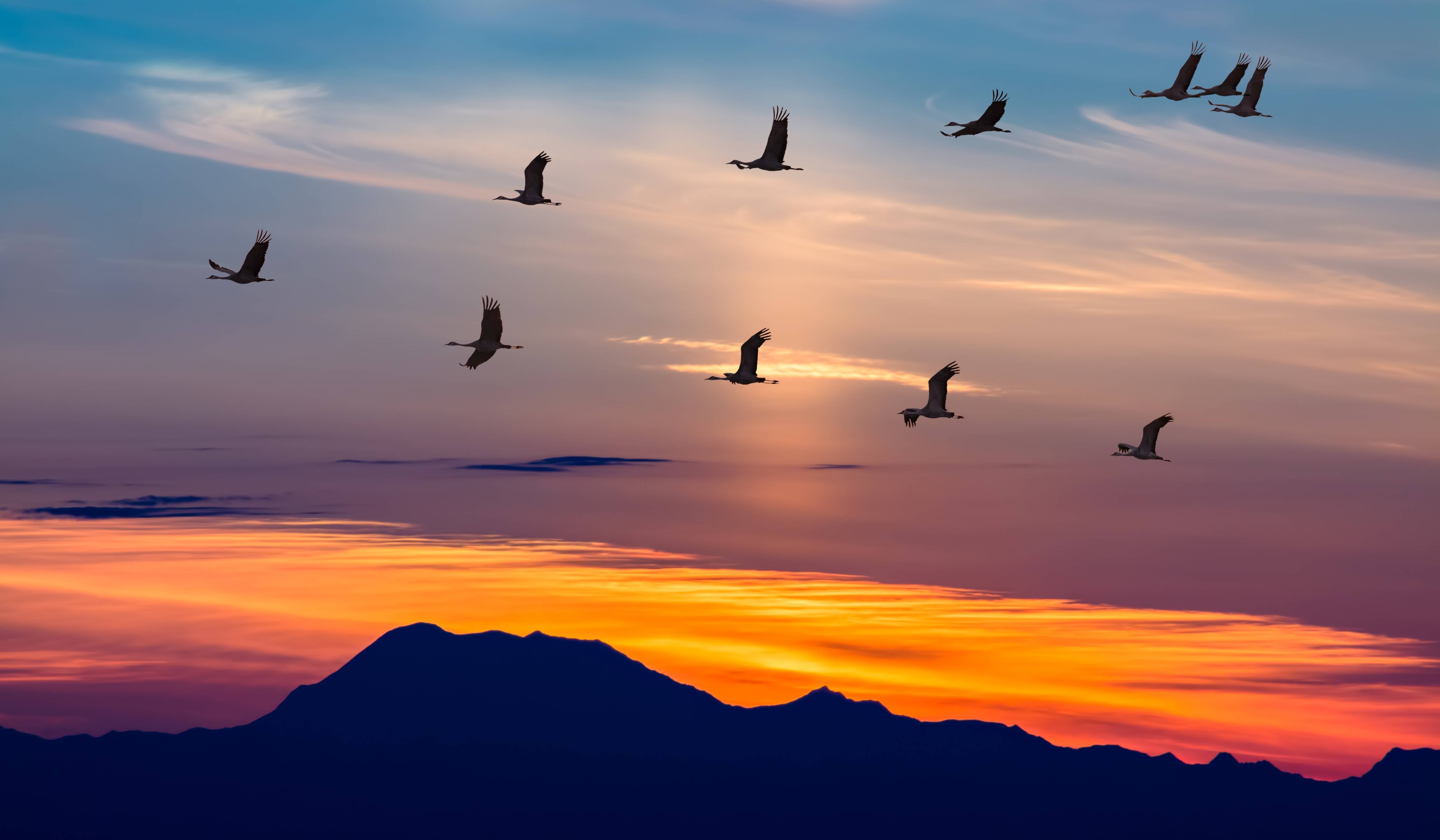 Babyzimmer Wandgestaltung-Zugvögel fliegen bei Sonnenuntergang