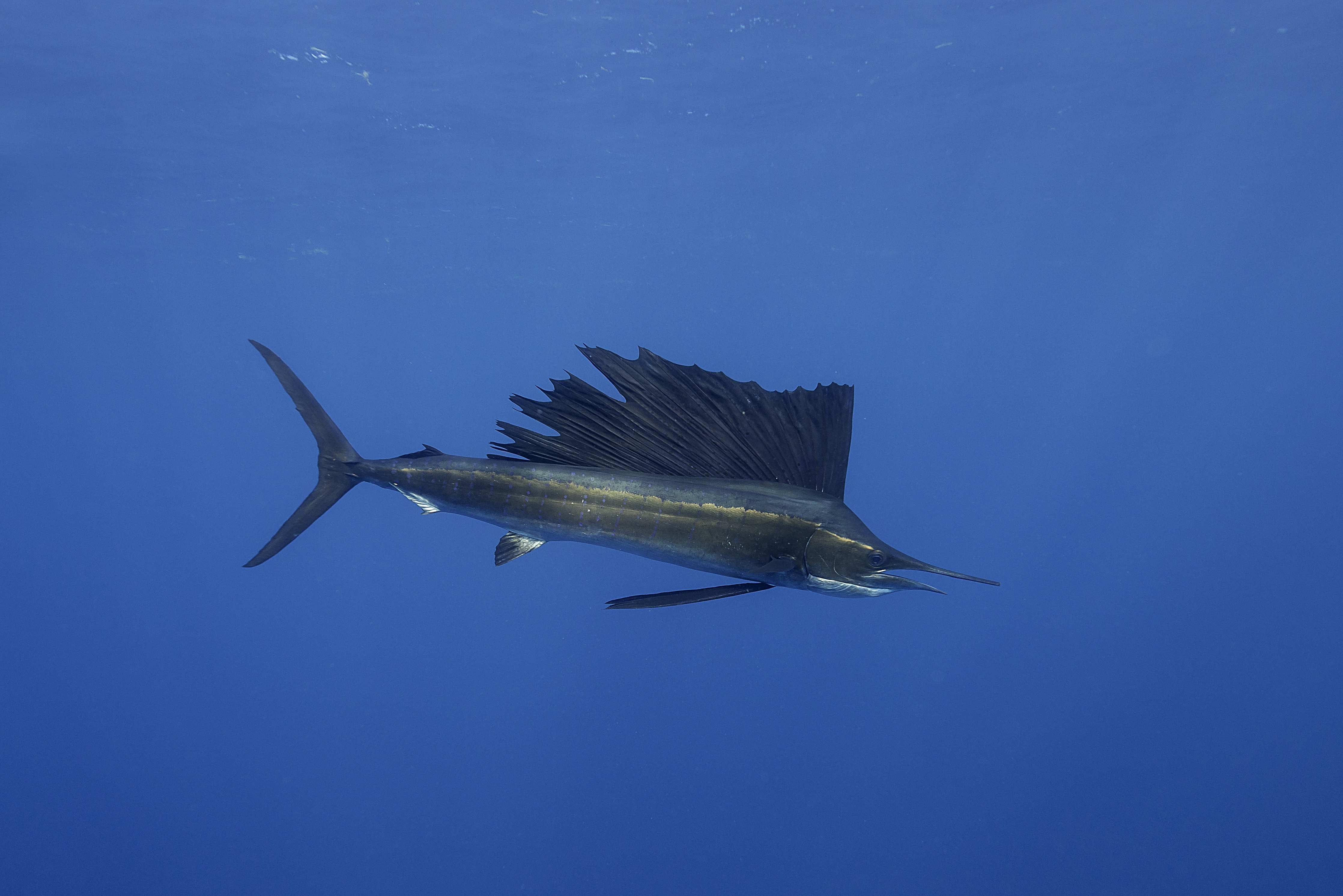 Badewannen-Rückwand-Atlantischer Segelfisch vor Küste Mexico