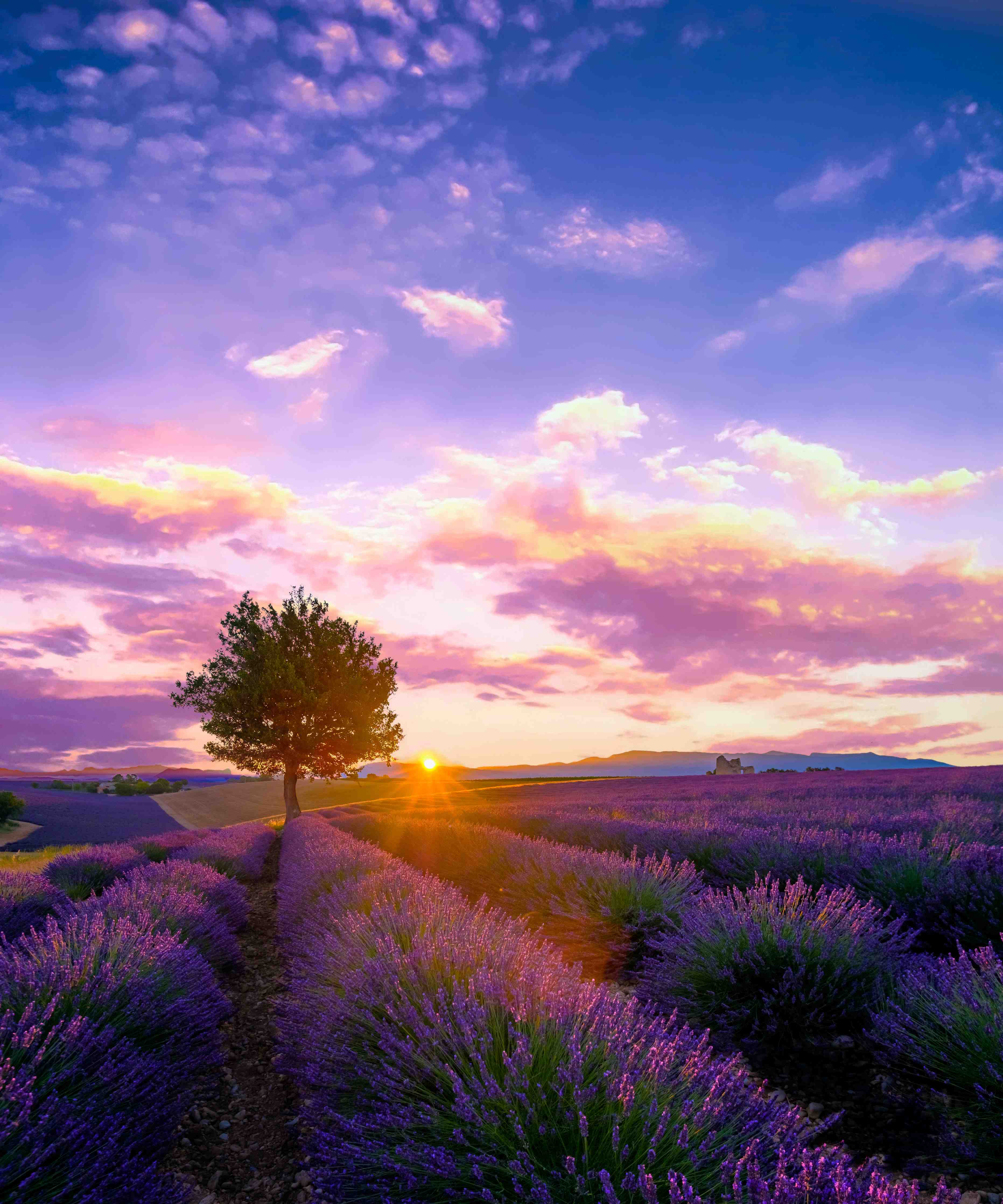 Badewannen-Rückwand-Baum im Lavendelfeld bei Sonnenuntergang in der Provence