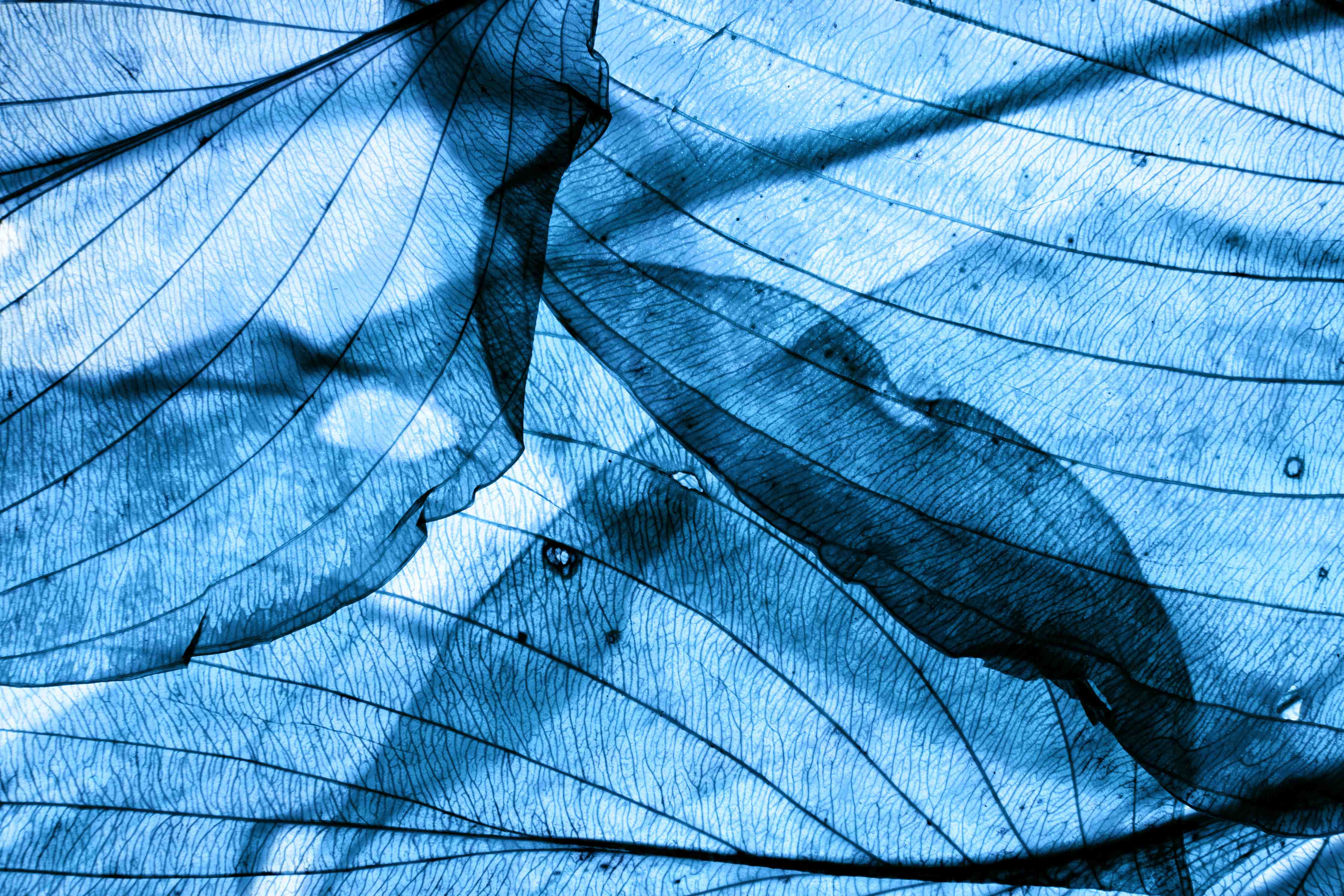 Badewannen-Rückwand-Blaue Herbstlaub-Makrotextur