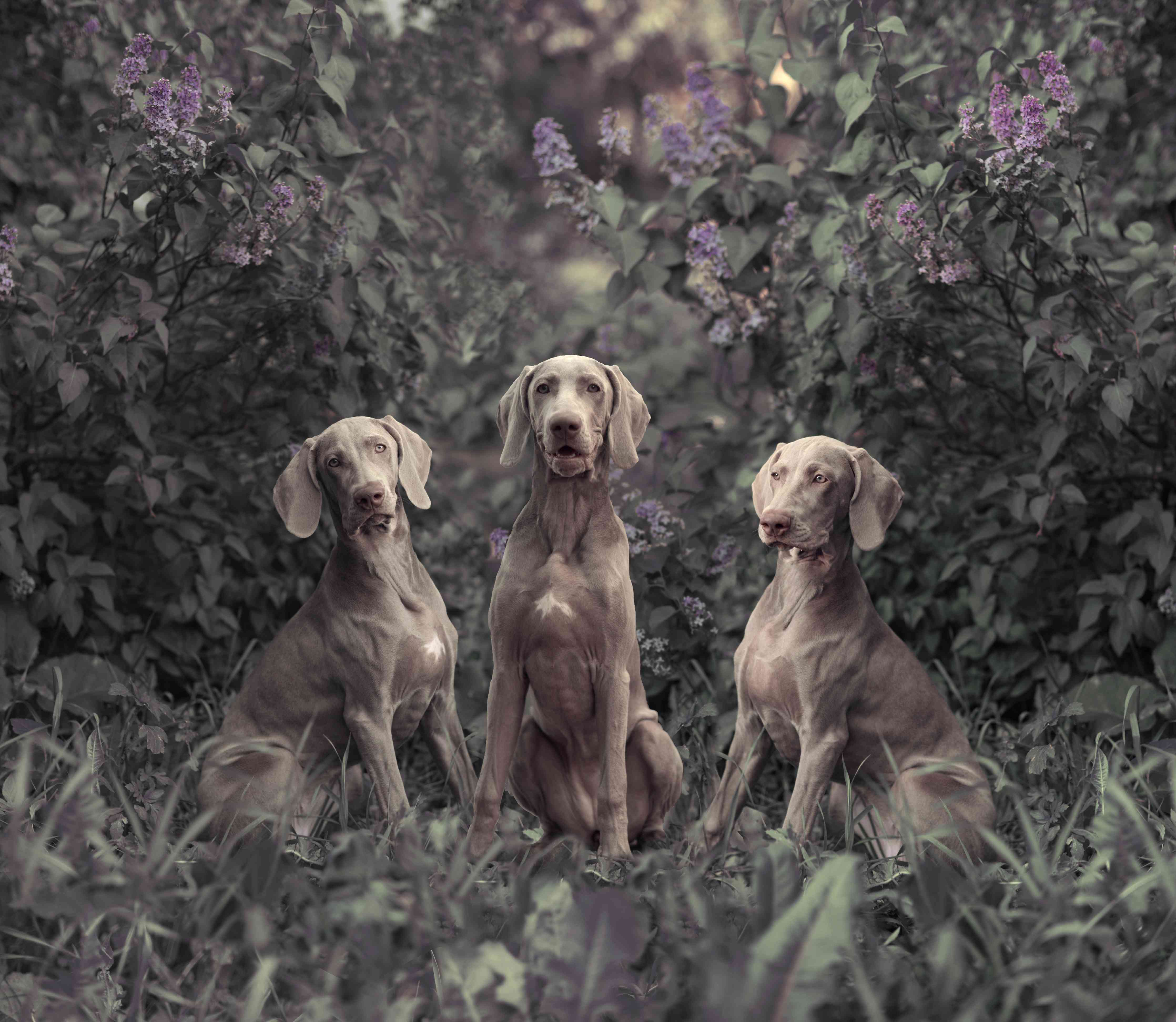 Badewannen-Rückwand-Drei Weimaranerhunde sitzend im Fliedergebüsch