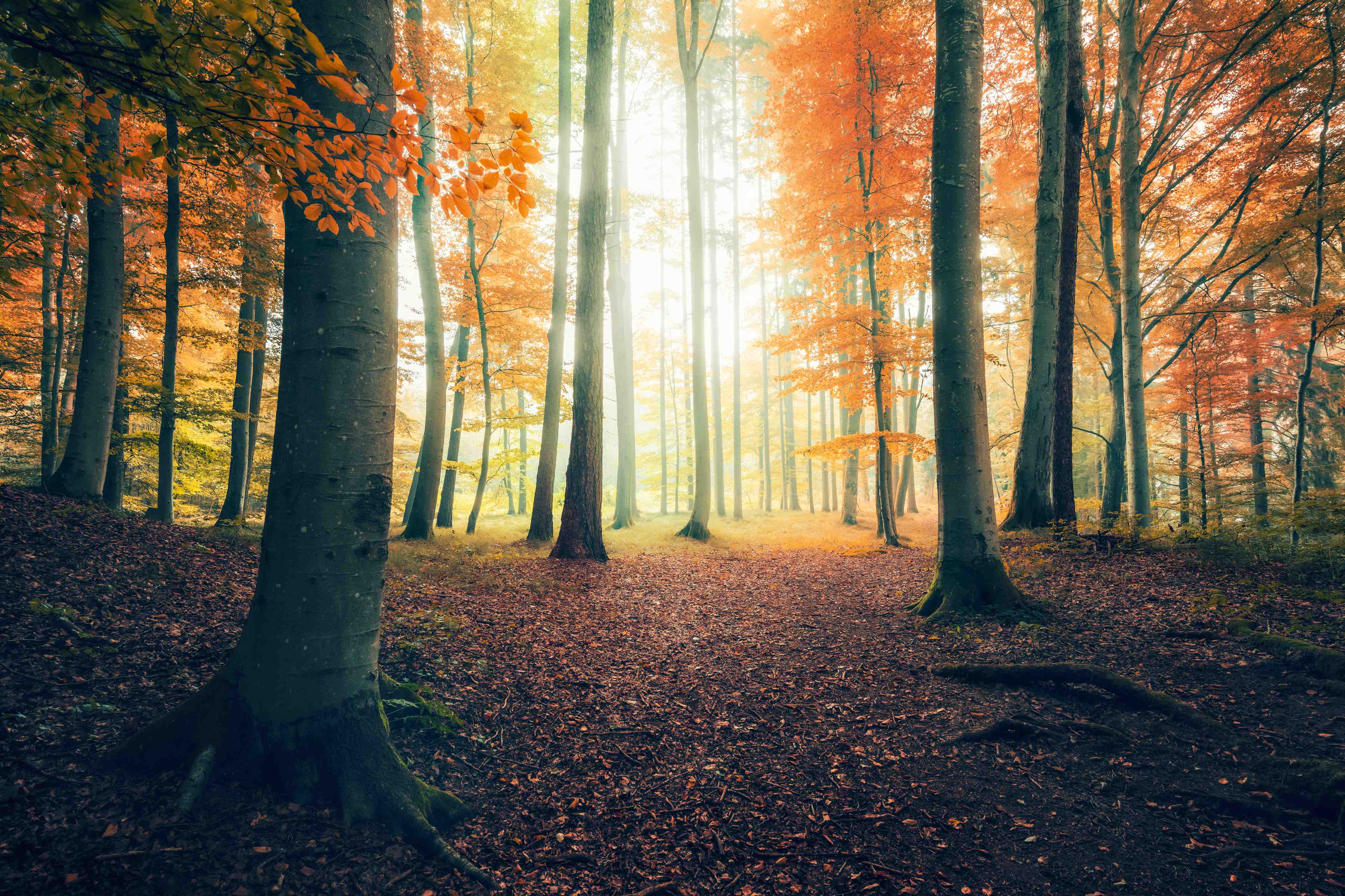Badewannen-Rückwand-Dunkler Wald im Herbst