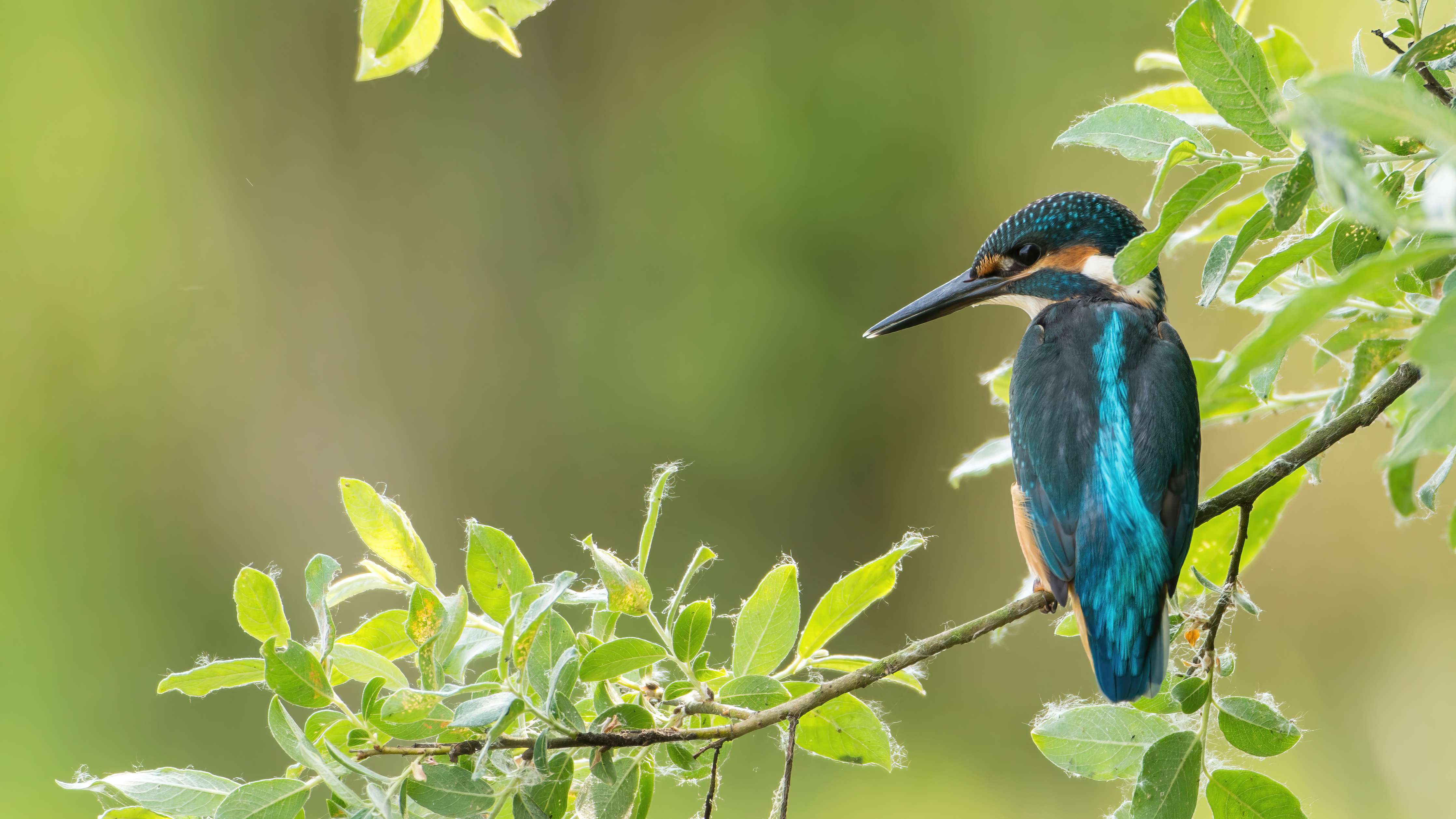 Badewannen-Rückwand-Exotischer friedlicher Eisvogel