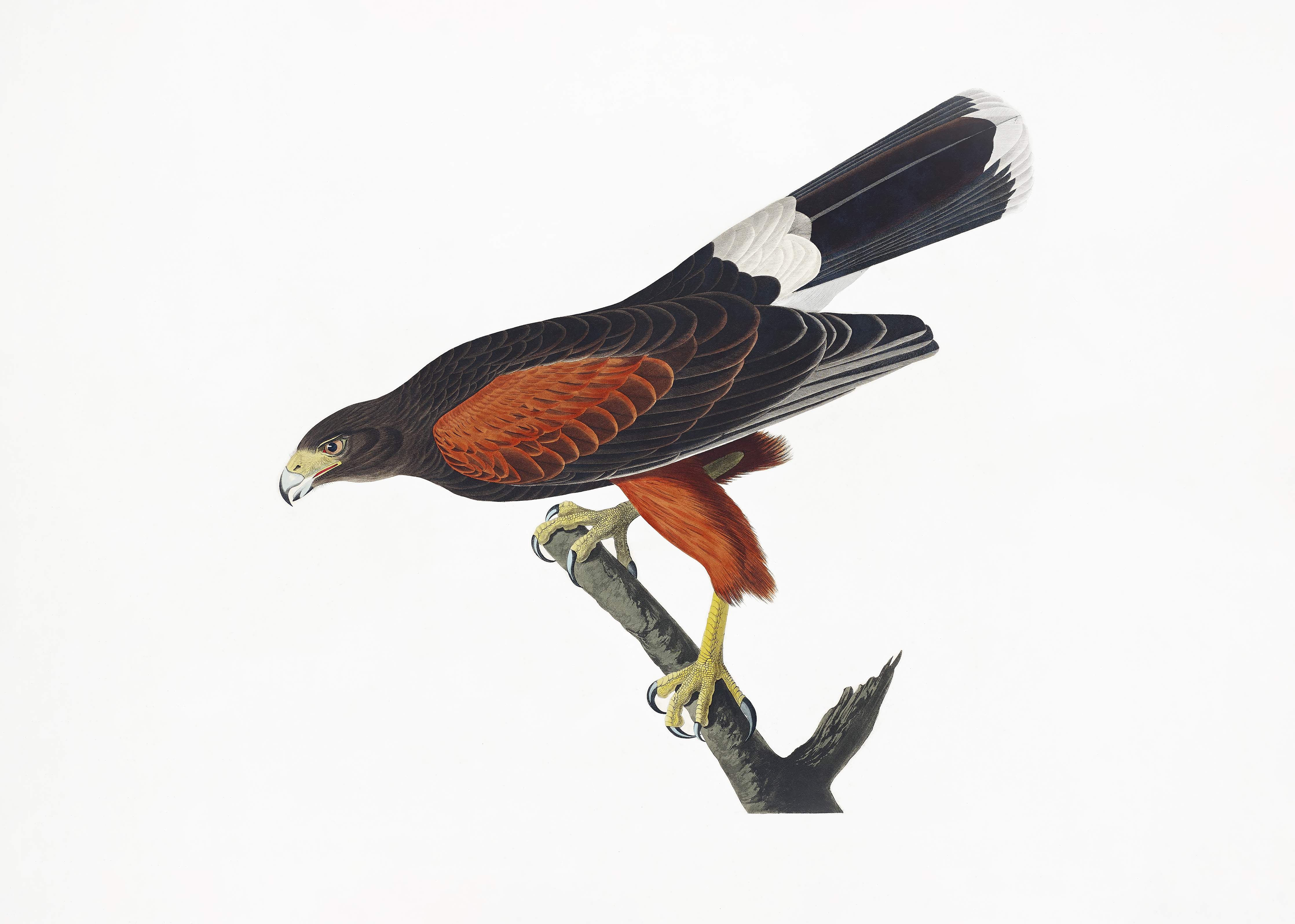 Badewannen-Rückwand-Falken Portrait - John James Audubon