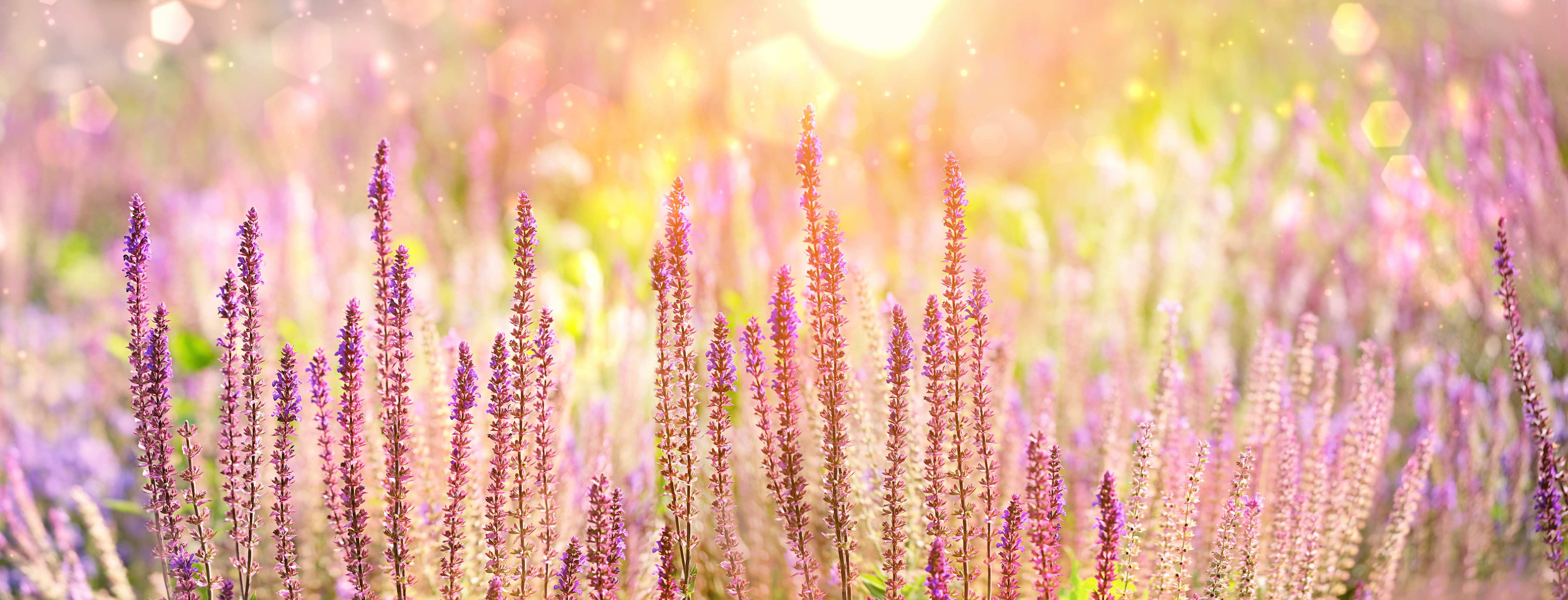 Badewannen-Rückwand-Farbenfrohe Blüten der Ziersalbei-Pflanzen