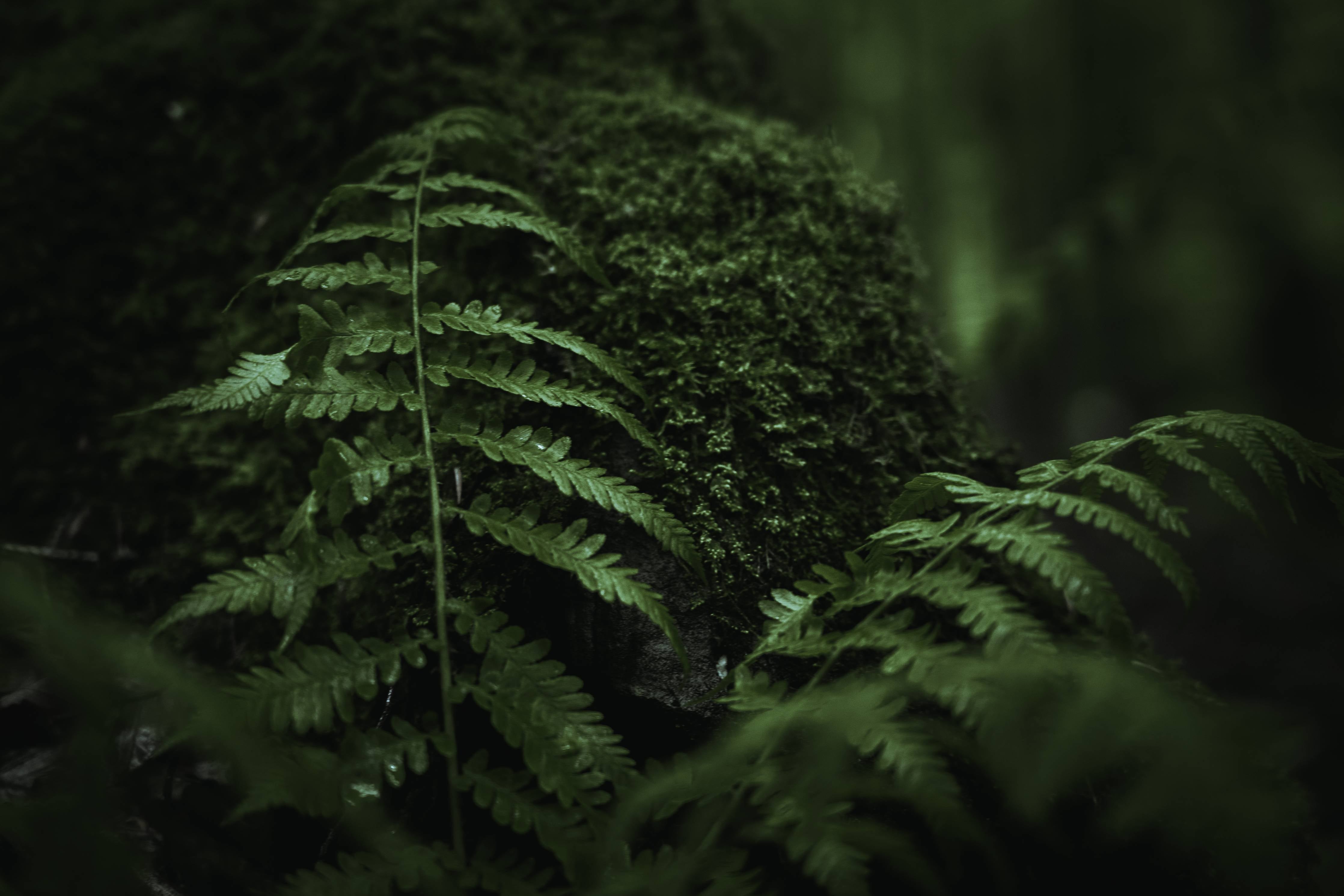 Badewannen-Rückwand-Farn im Wald des Allgäu bei Dunkelheit