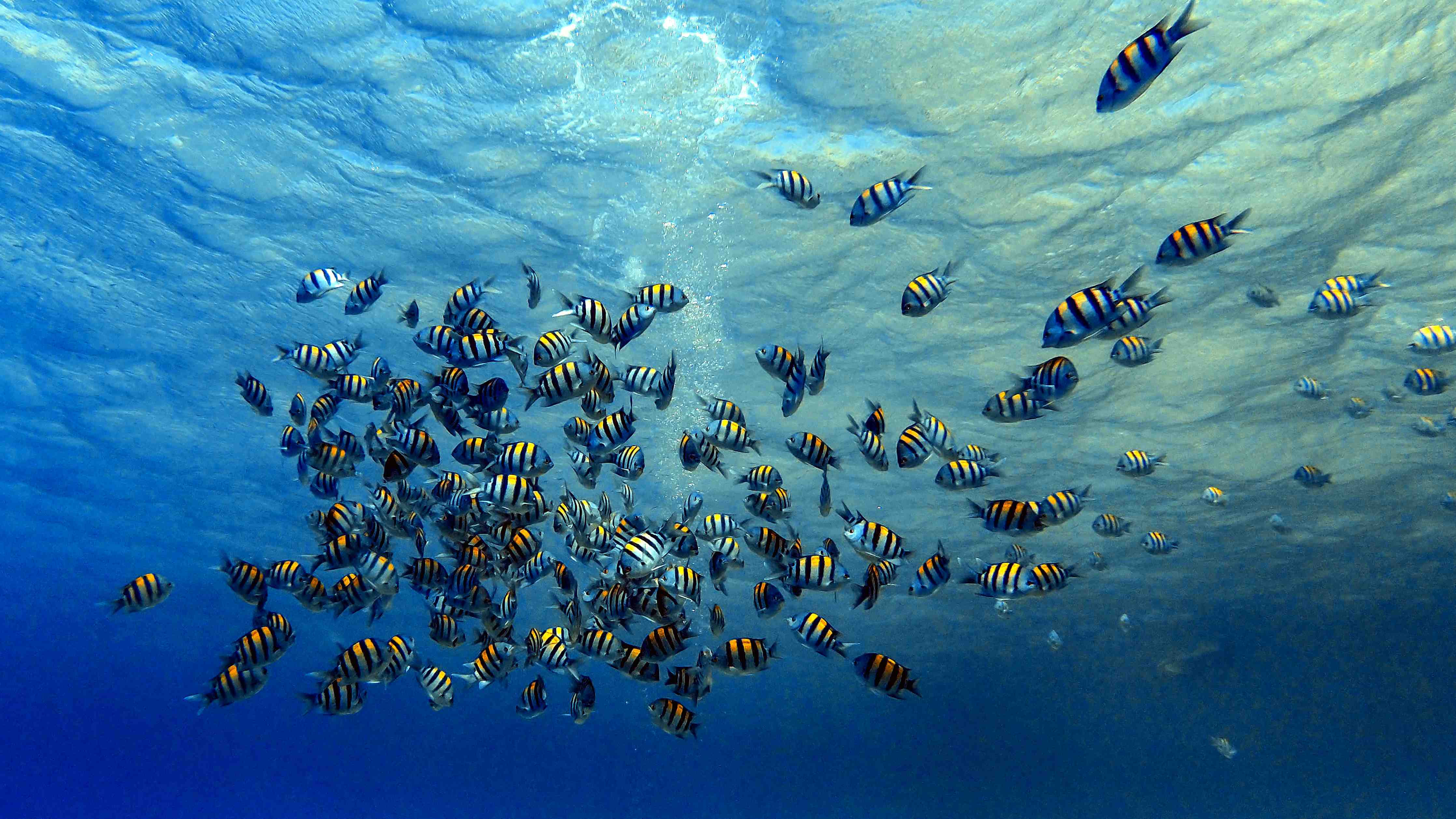 Badewannen-Rückwand-Fische im klarem Meer